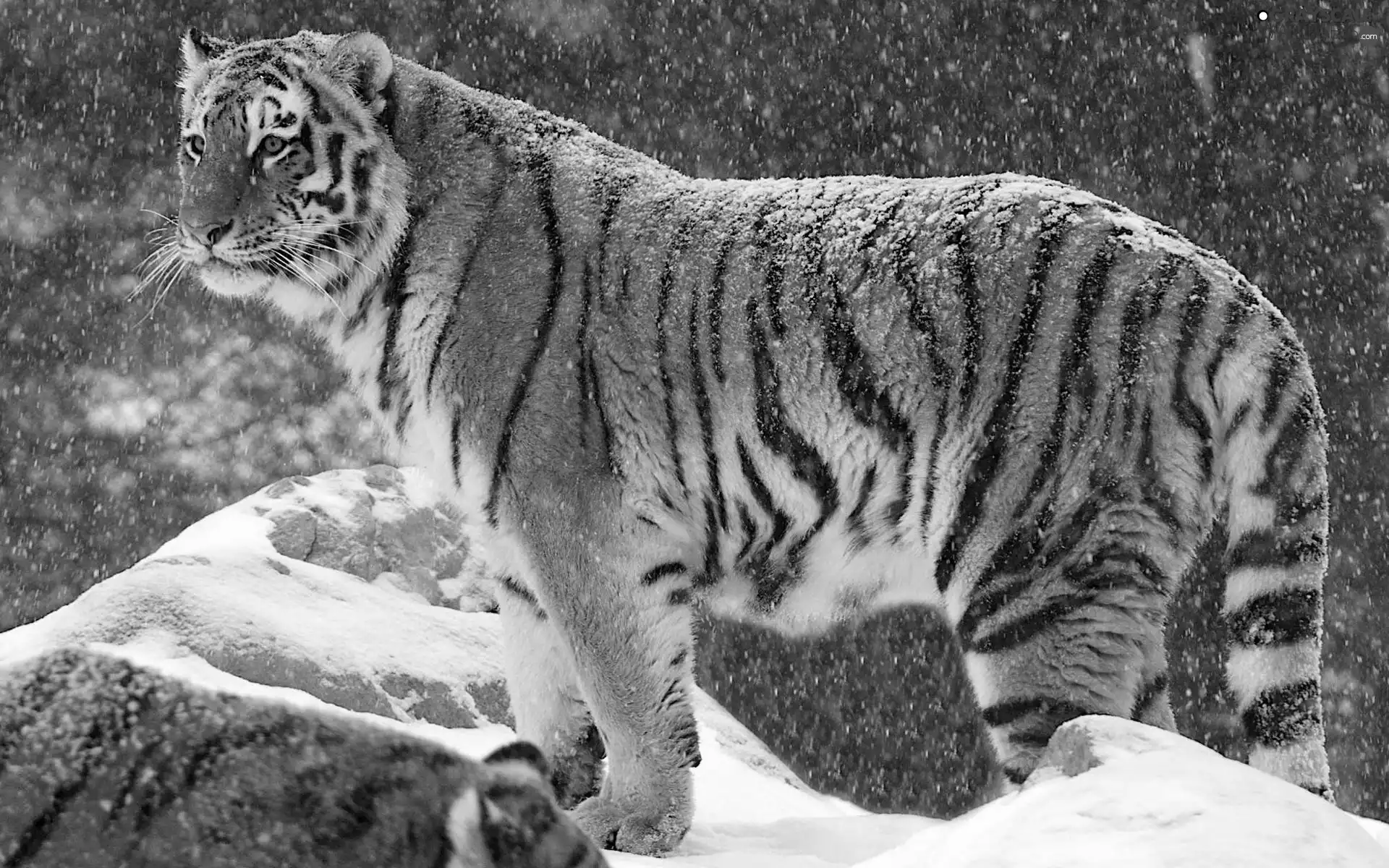 tiger, winter, snow