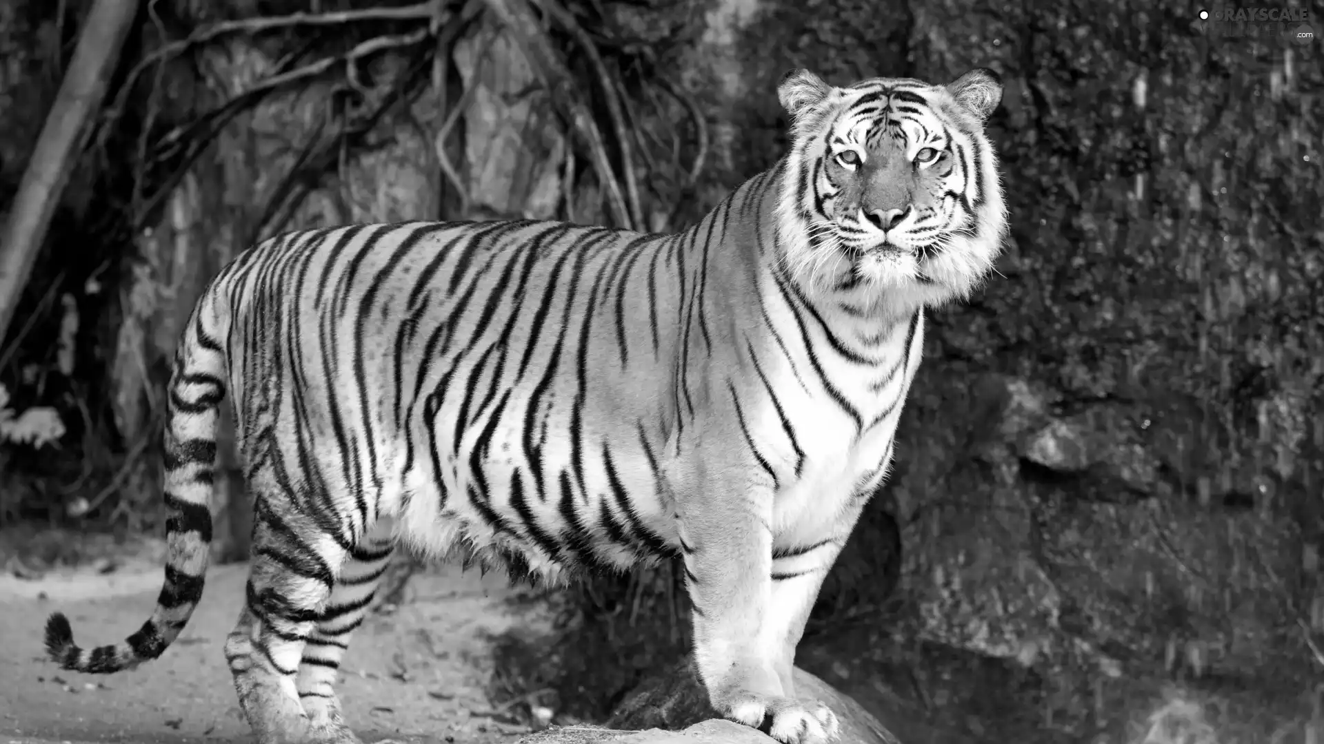standing, tiger