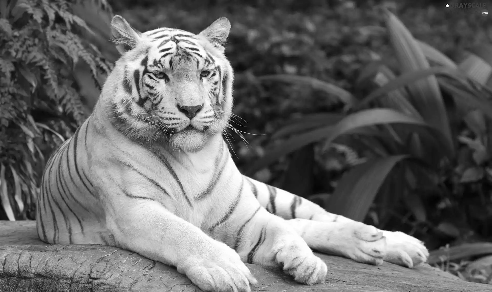 White, tiger