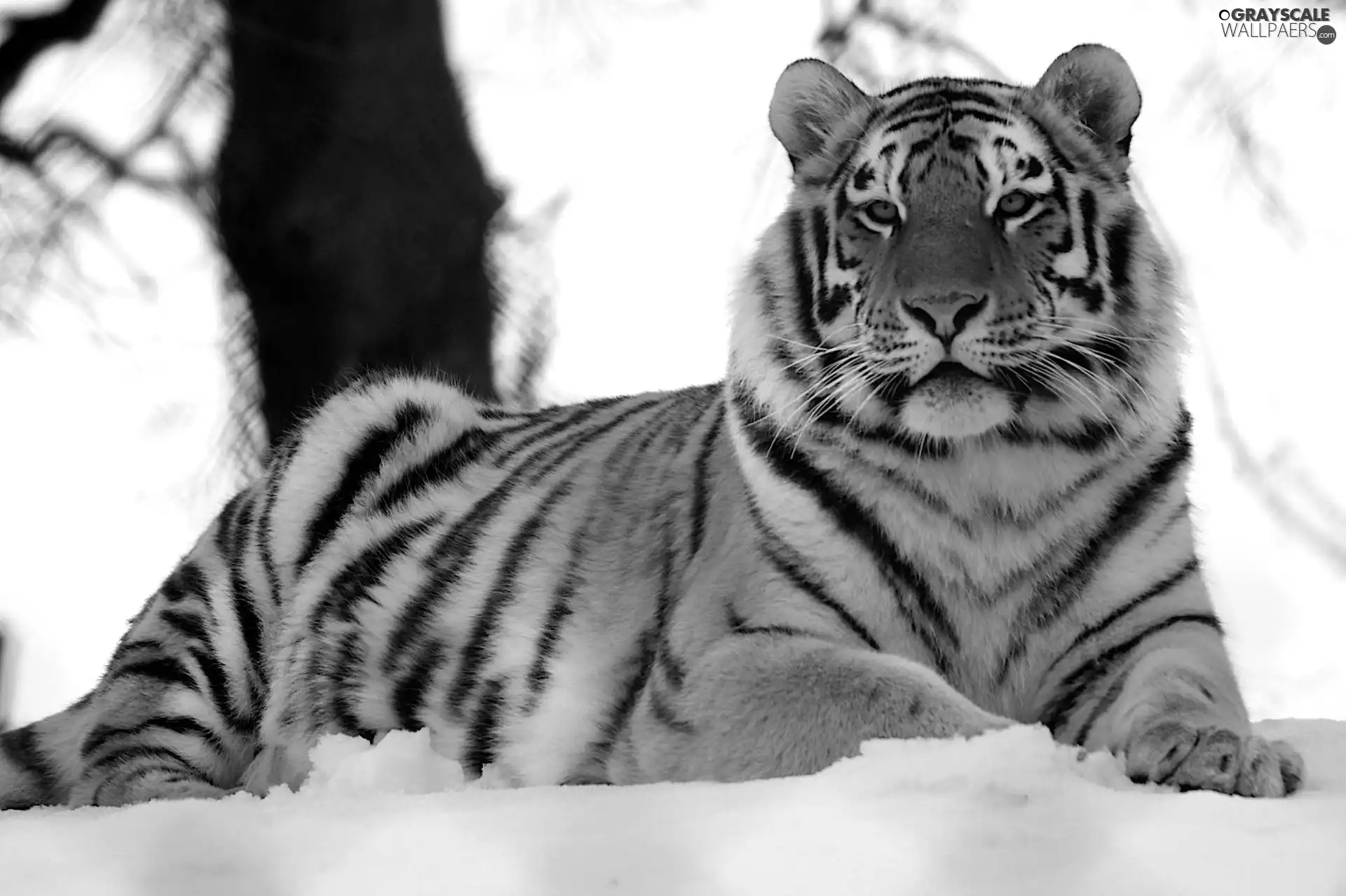 winter, tiger