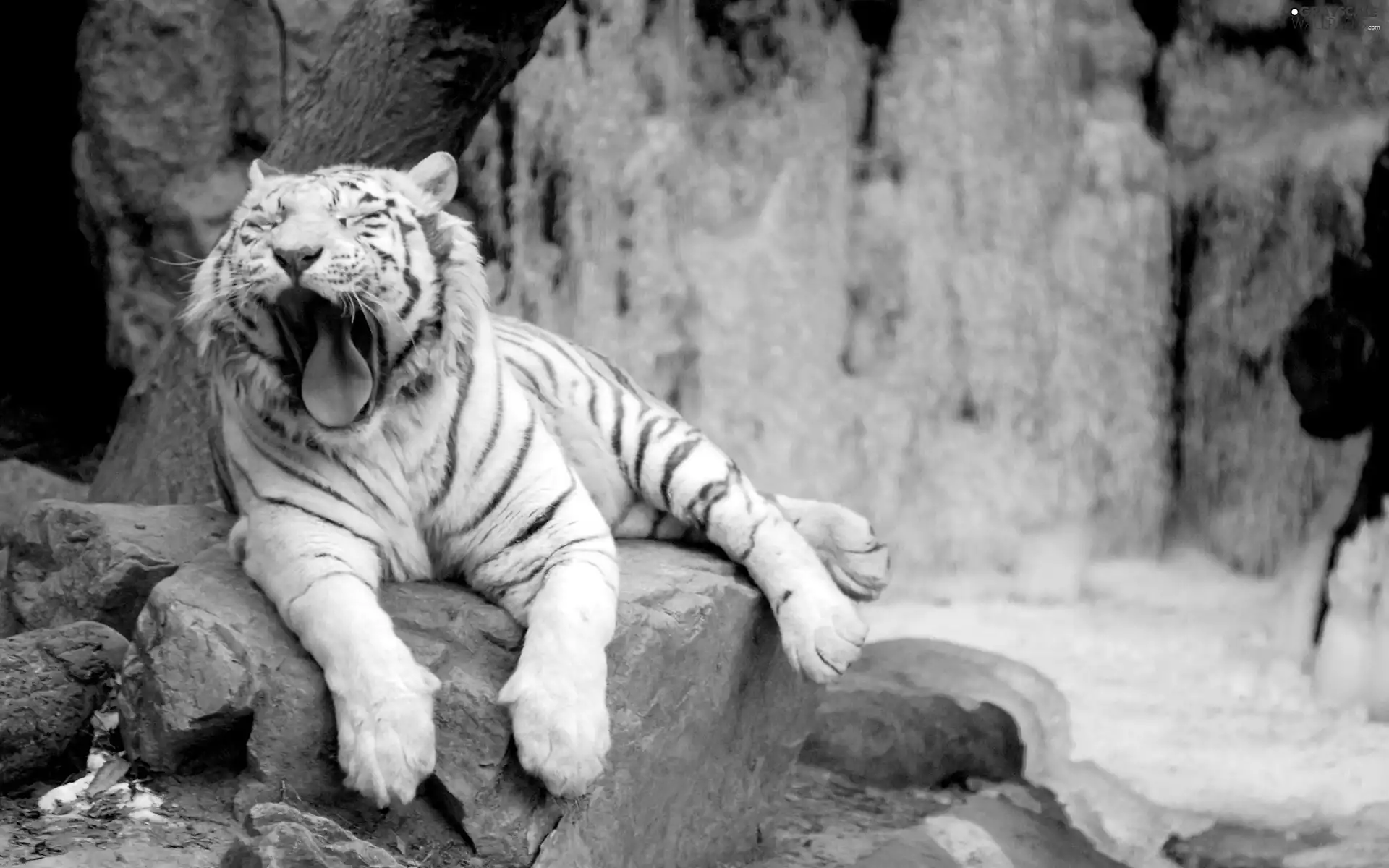 yawning, tiger