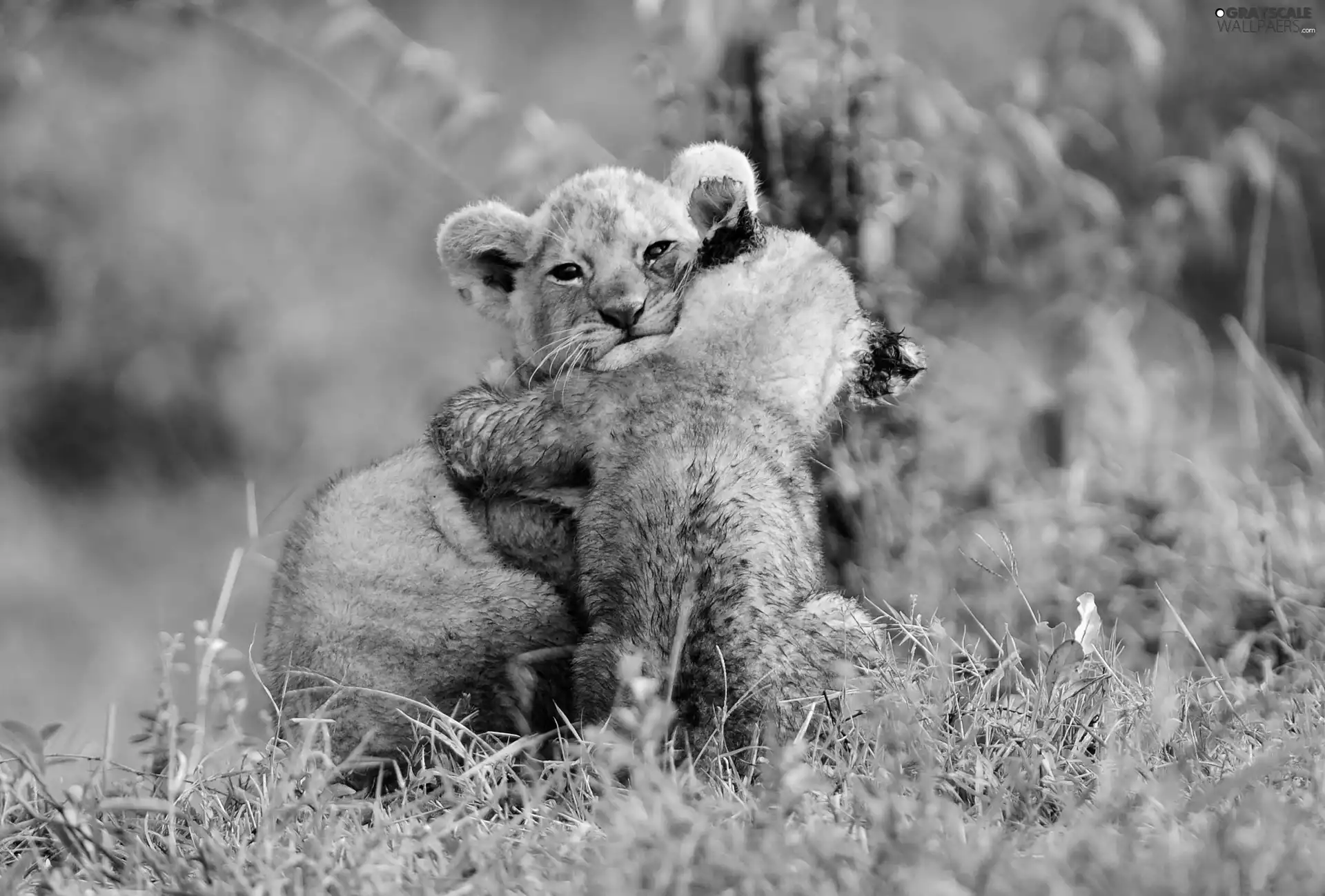 tigers, grass, wild, puss, young