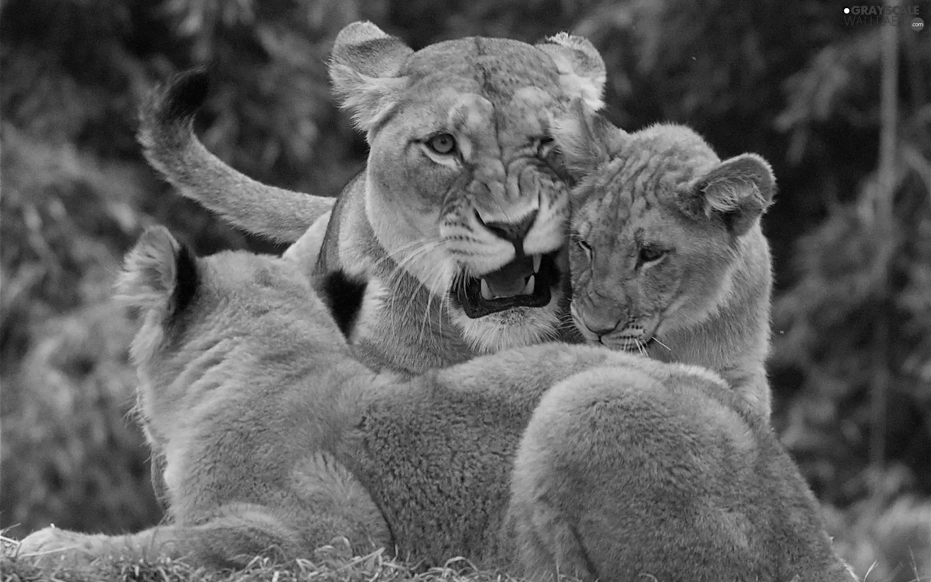 tigers, Lioness, young