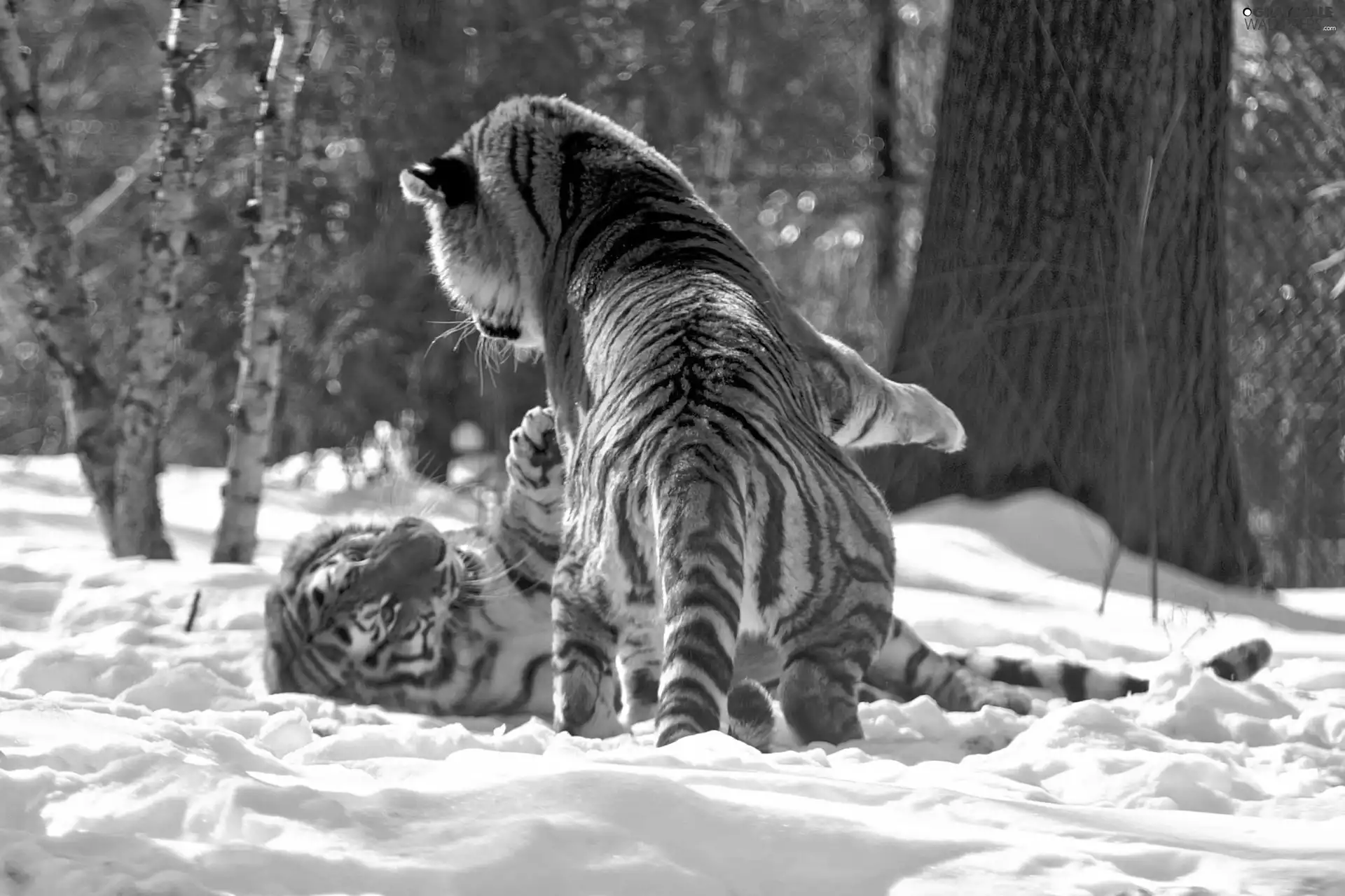 fighting, tigress