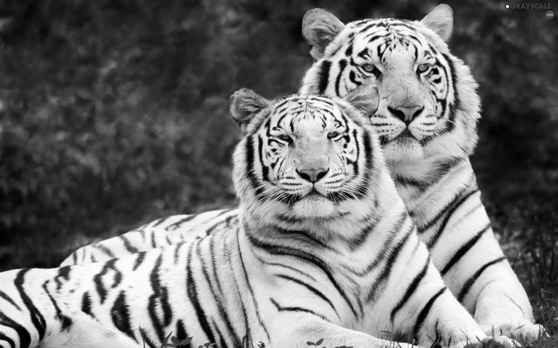 White, tigress