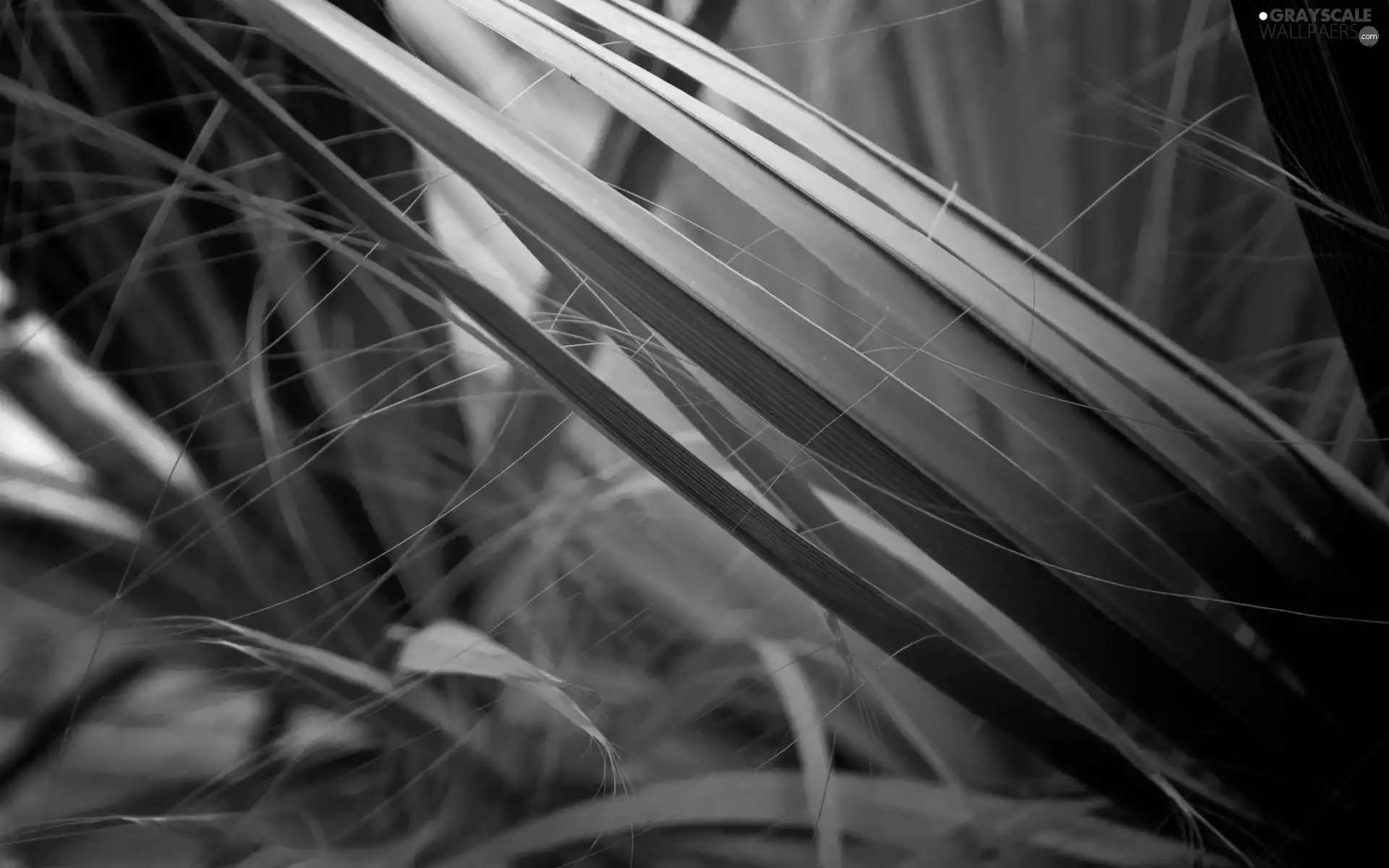 grass, marine, tinge, Leaf