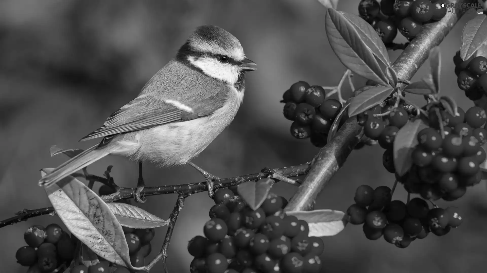 Twigs, Plant, tit, Tit Ordinary, Bird