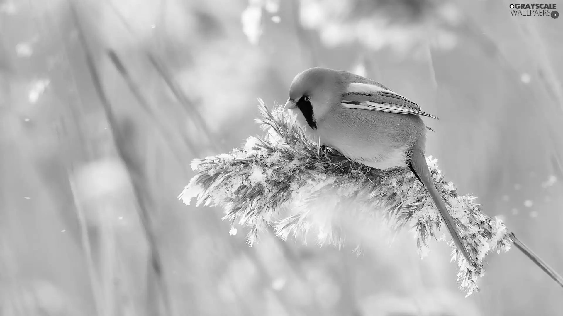 plant, Bird, Bearded Tit