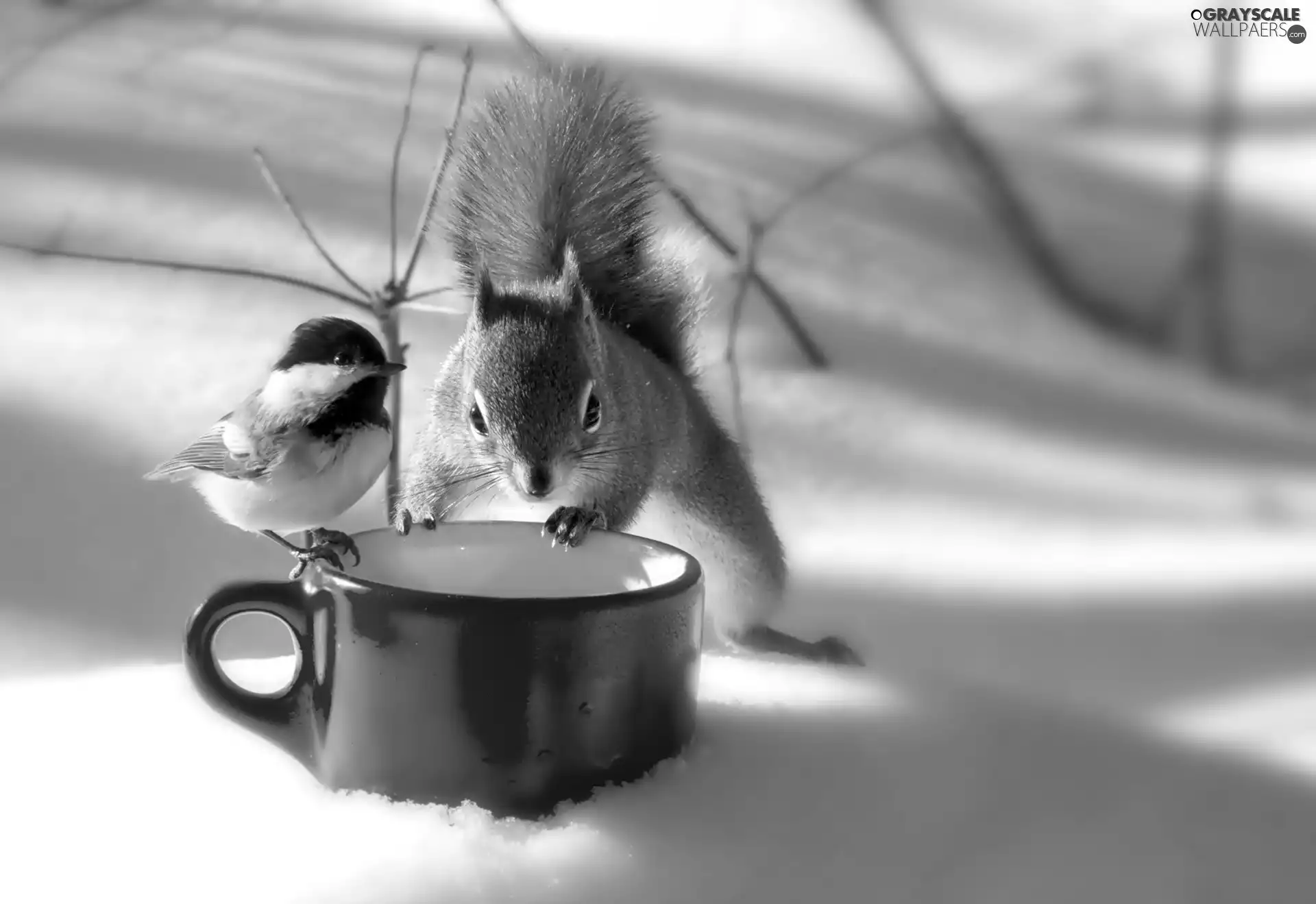 tit, winter, squirrel
