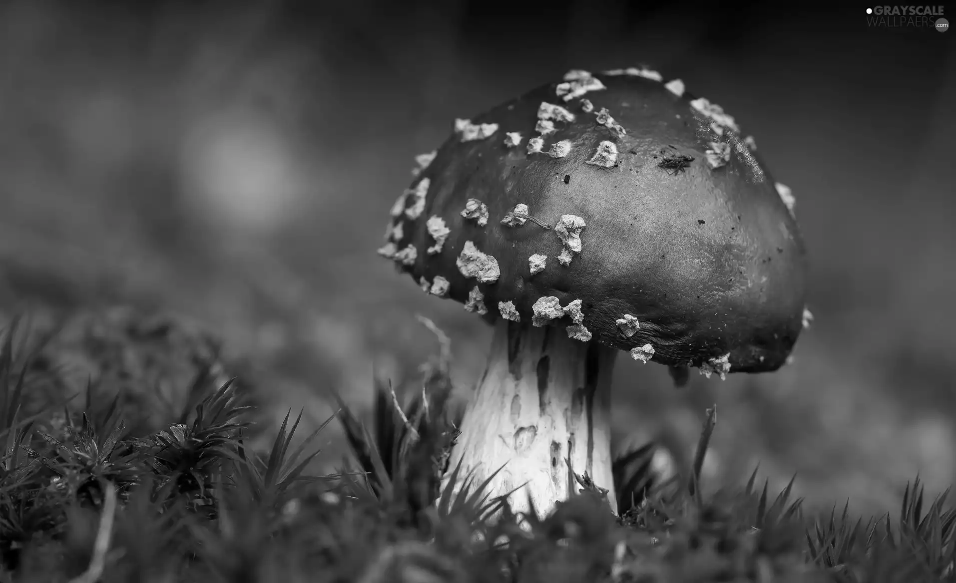 toadstool, grass, mushroom