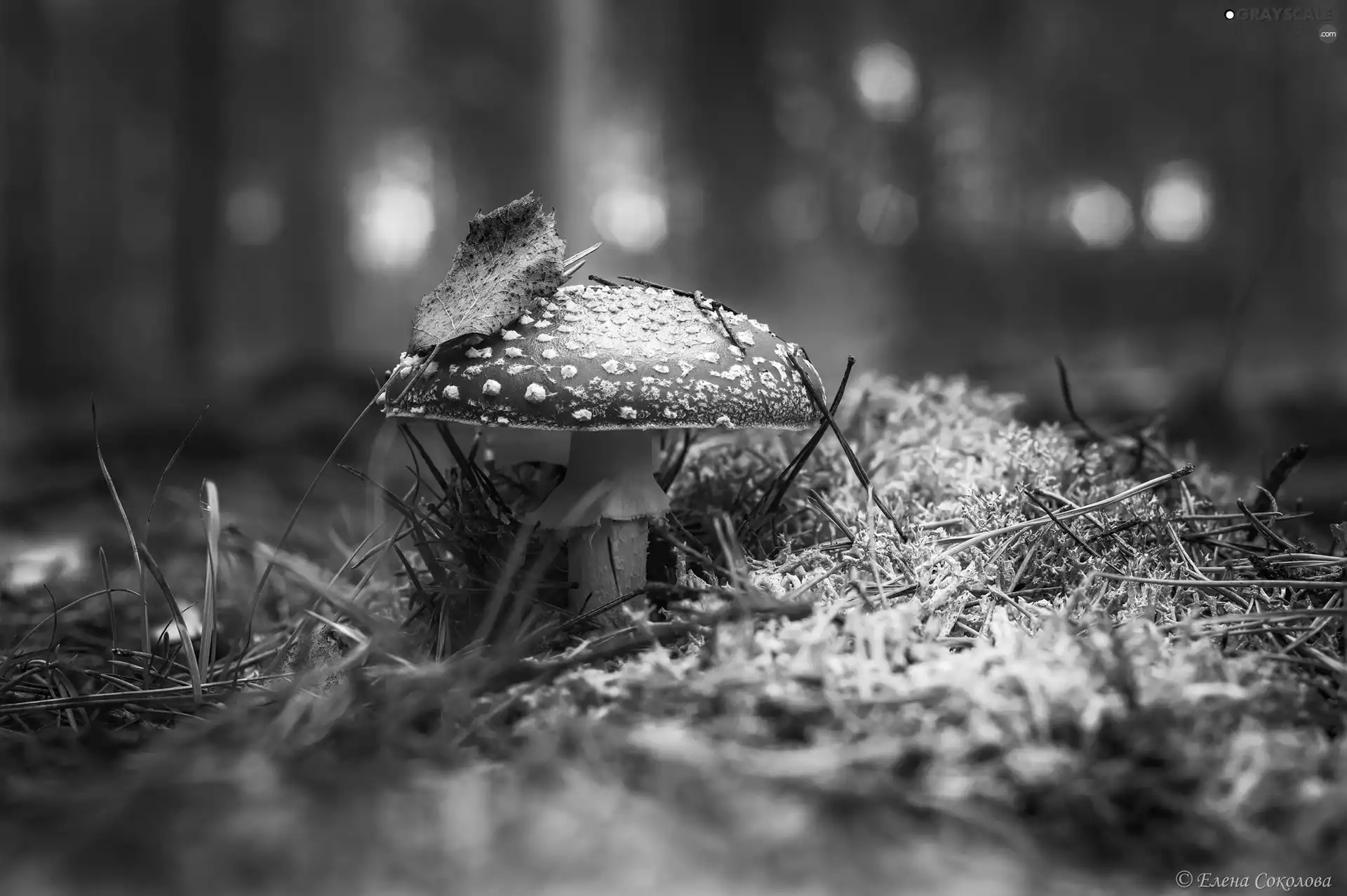 Mushrooms, leaf, litter, toadstool