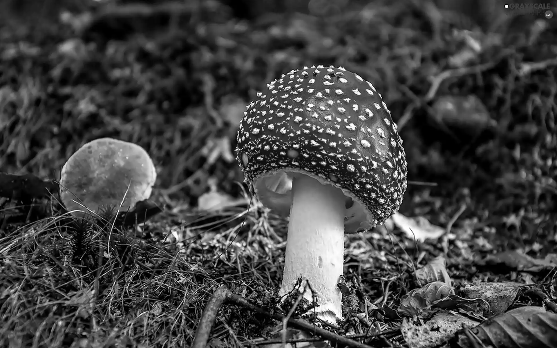 Mushrooms, toadstool