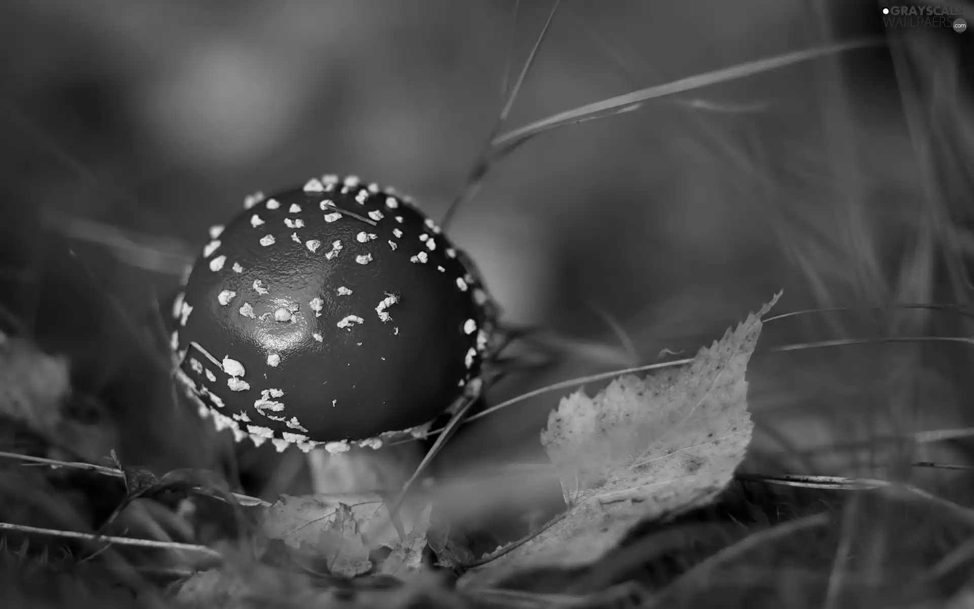 Red, toadstool