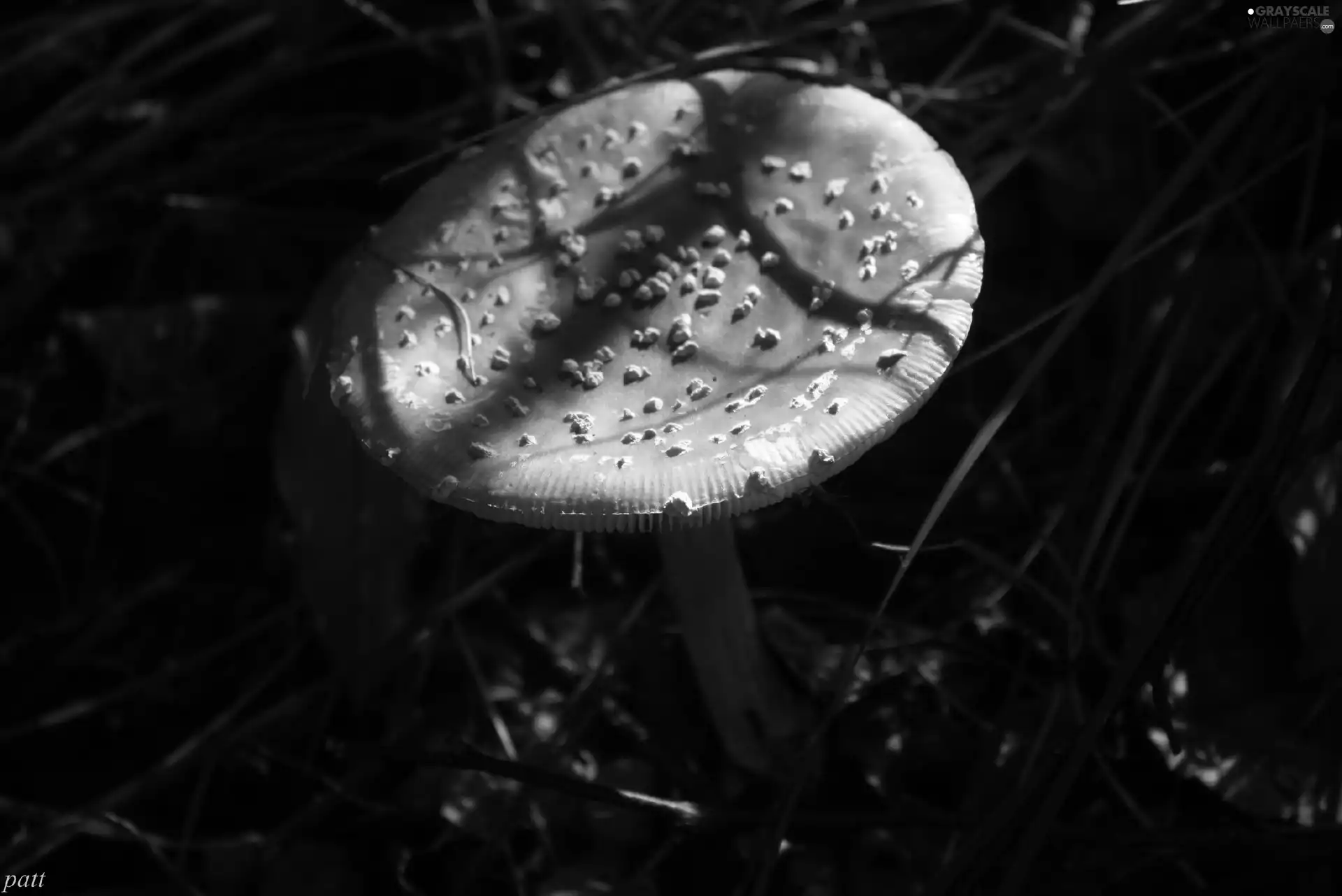 toadstool