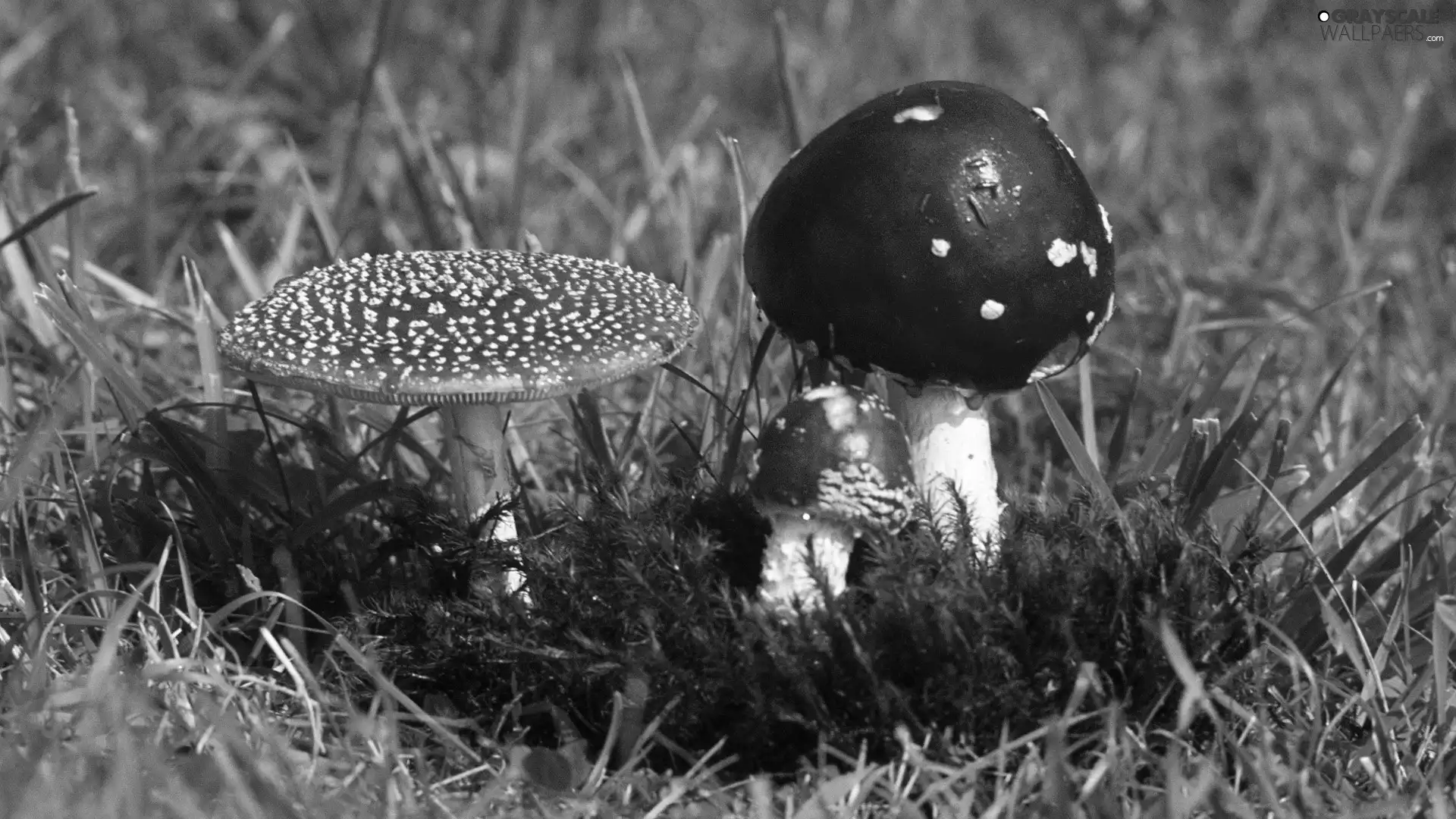 toadstools, Three, Red