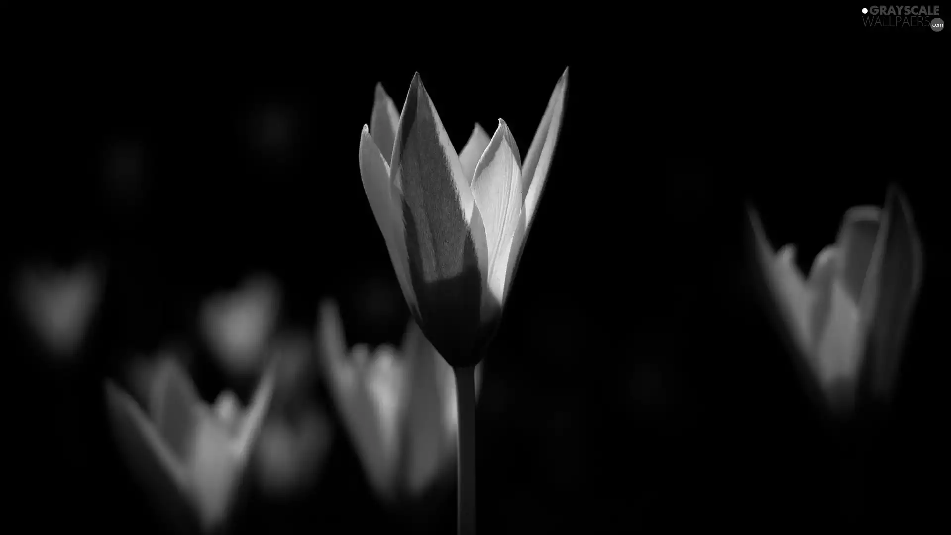 Tulips, Two tone