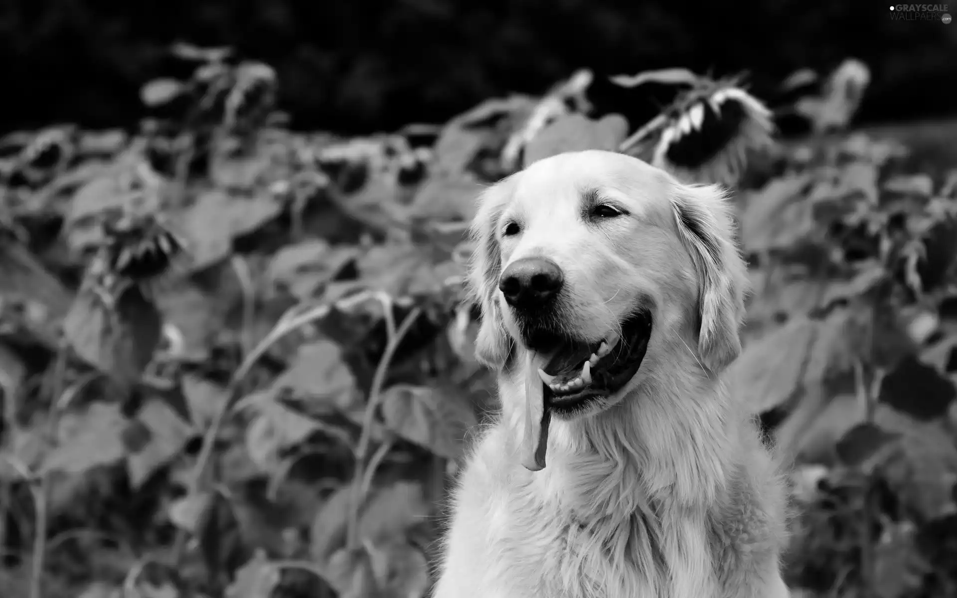 Nice sunflowers, Golden Retriever, tongue