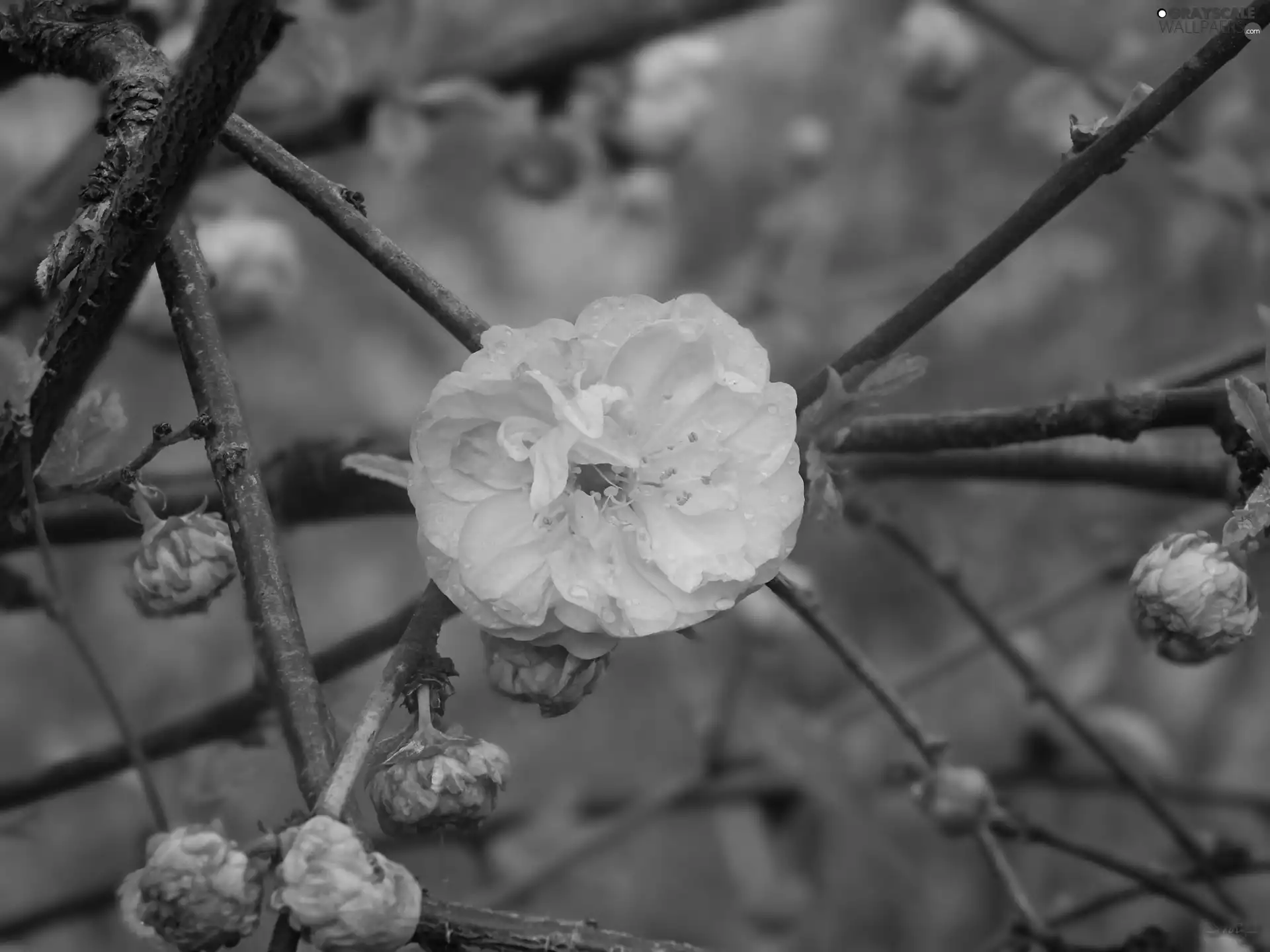 Pink, Twigs, tonsil, Flowers
