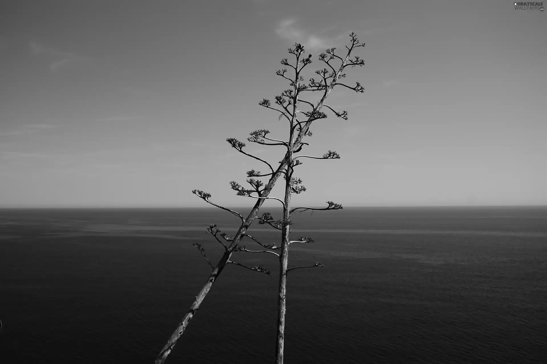 Flowers, agave, Costa Brava, Tossa de Mar, Spain