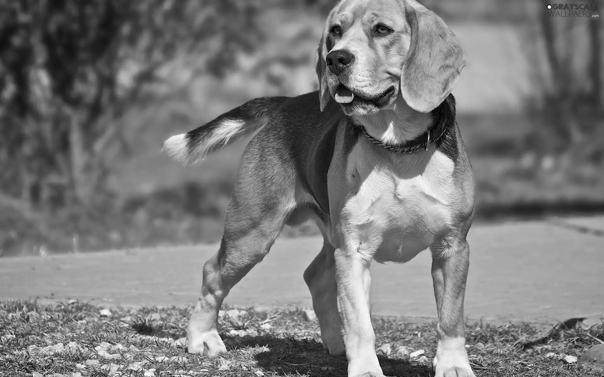 Tounge, dog, Beagle