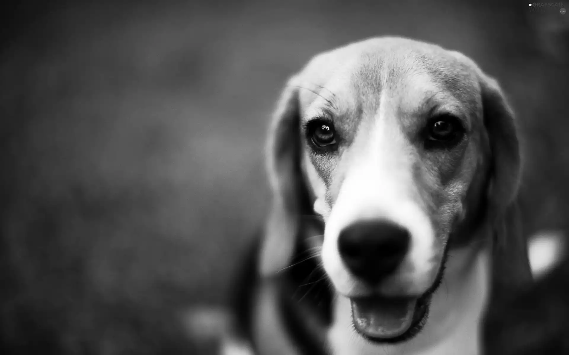 Beagle, Tounge