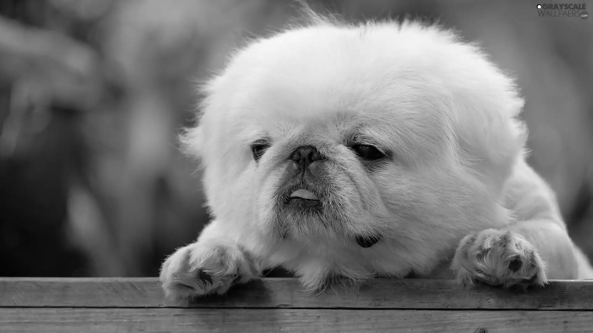 Puppy, White, paws, doggy, fluffy, Tounge, board