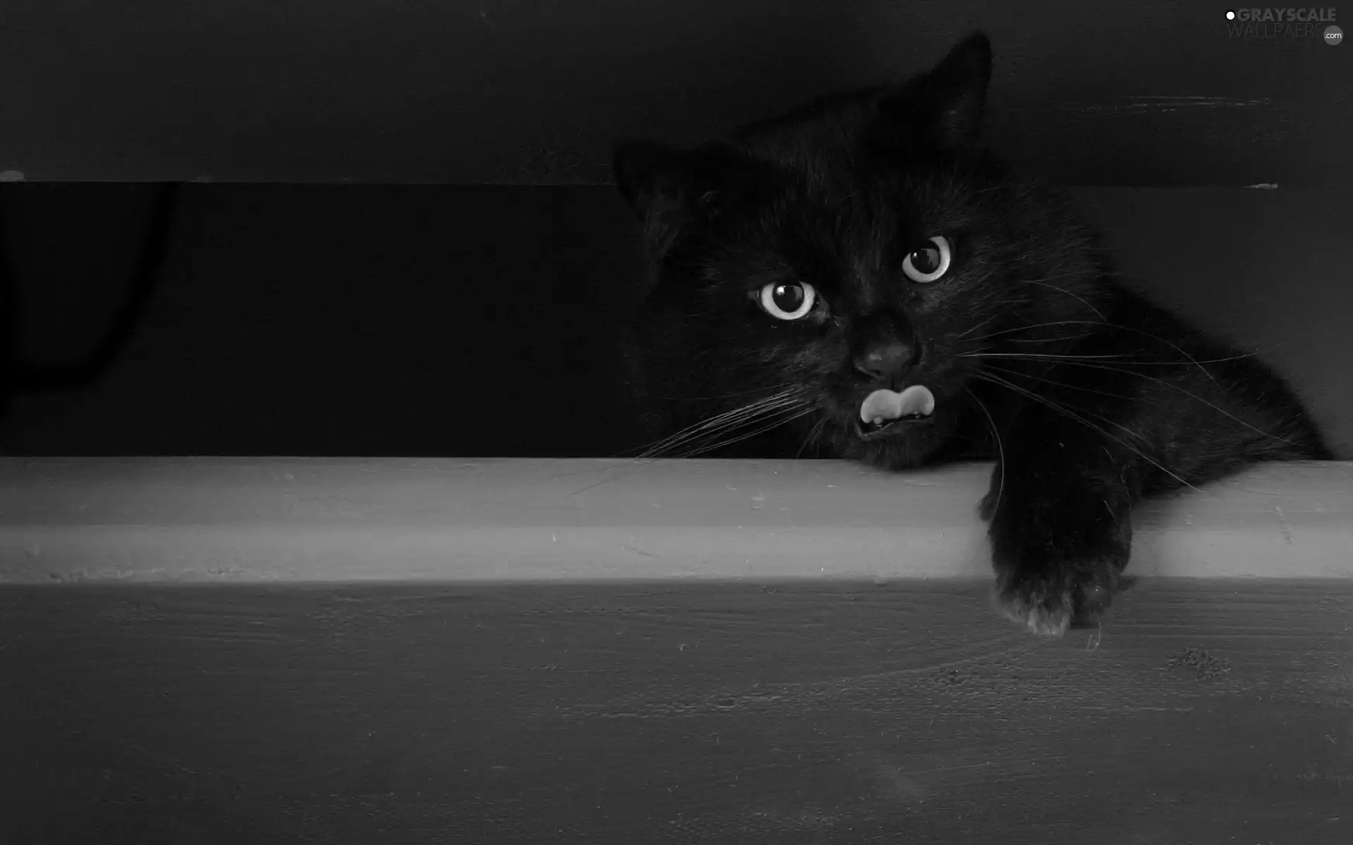 Tounge, Black, cat