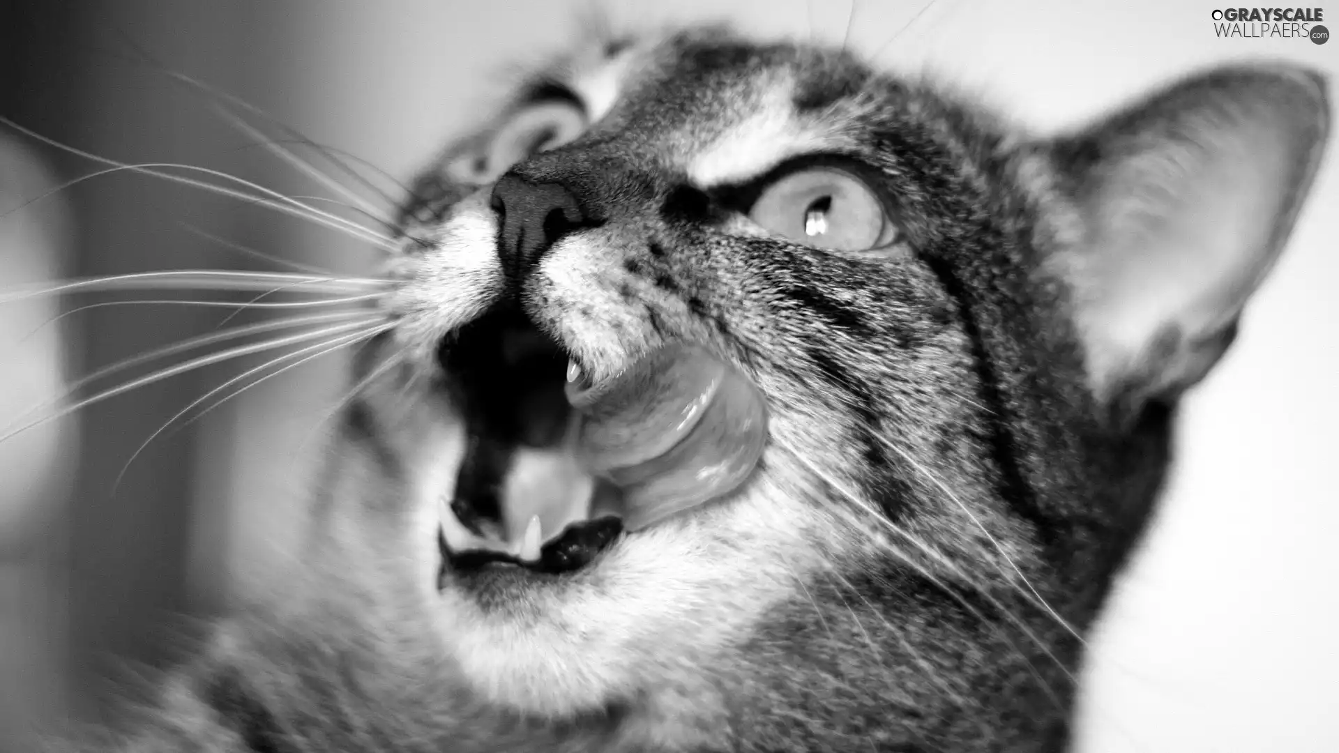 cat, Tounge