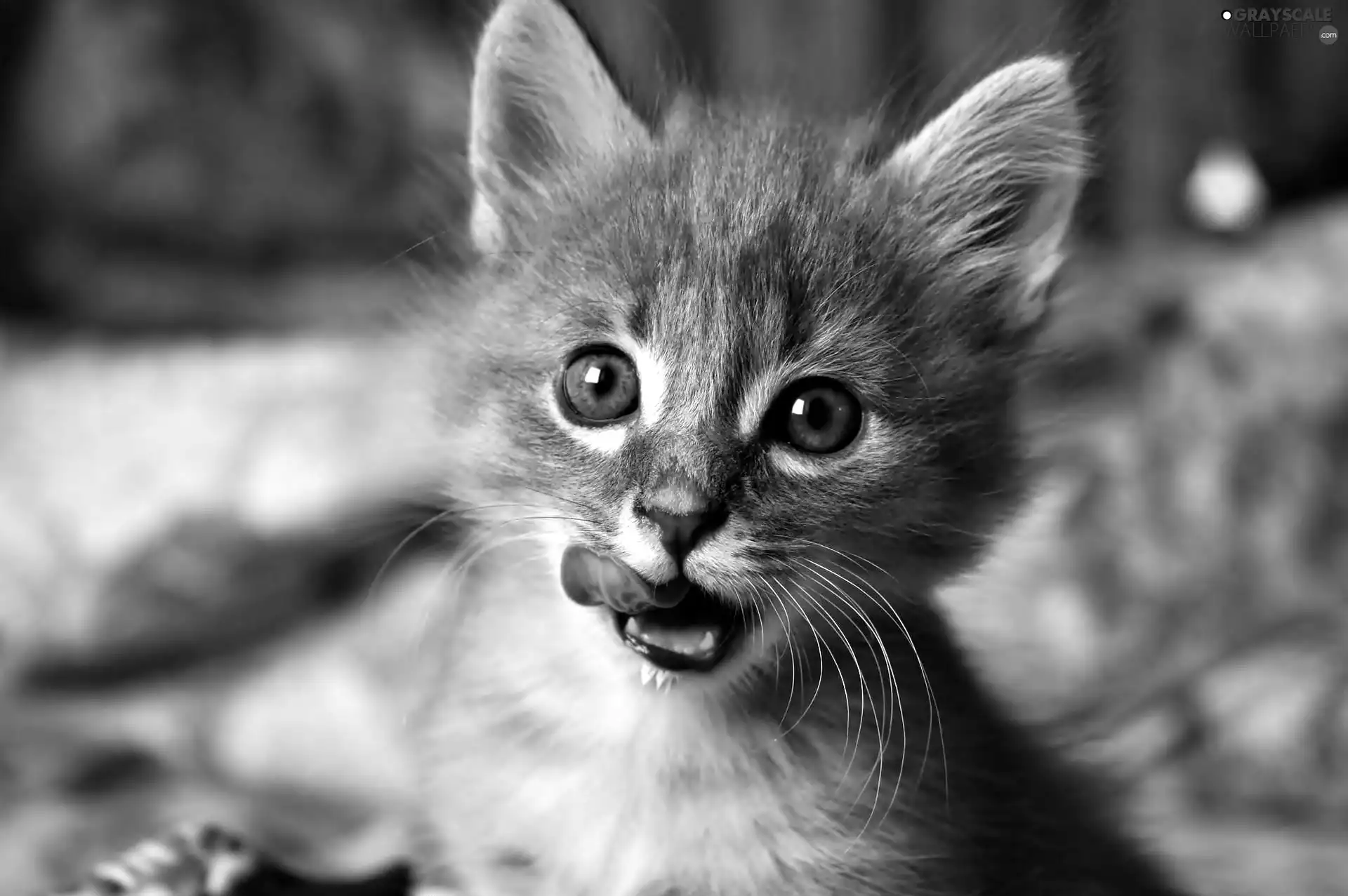 Tounge, Eyes, kitten, mouth, small