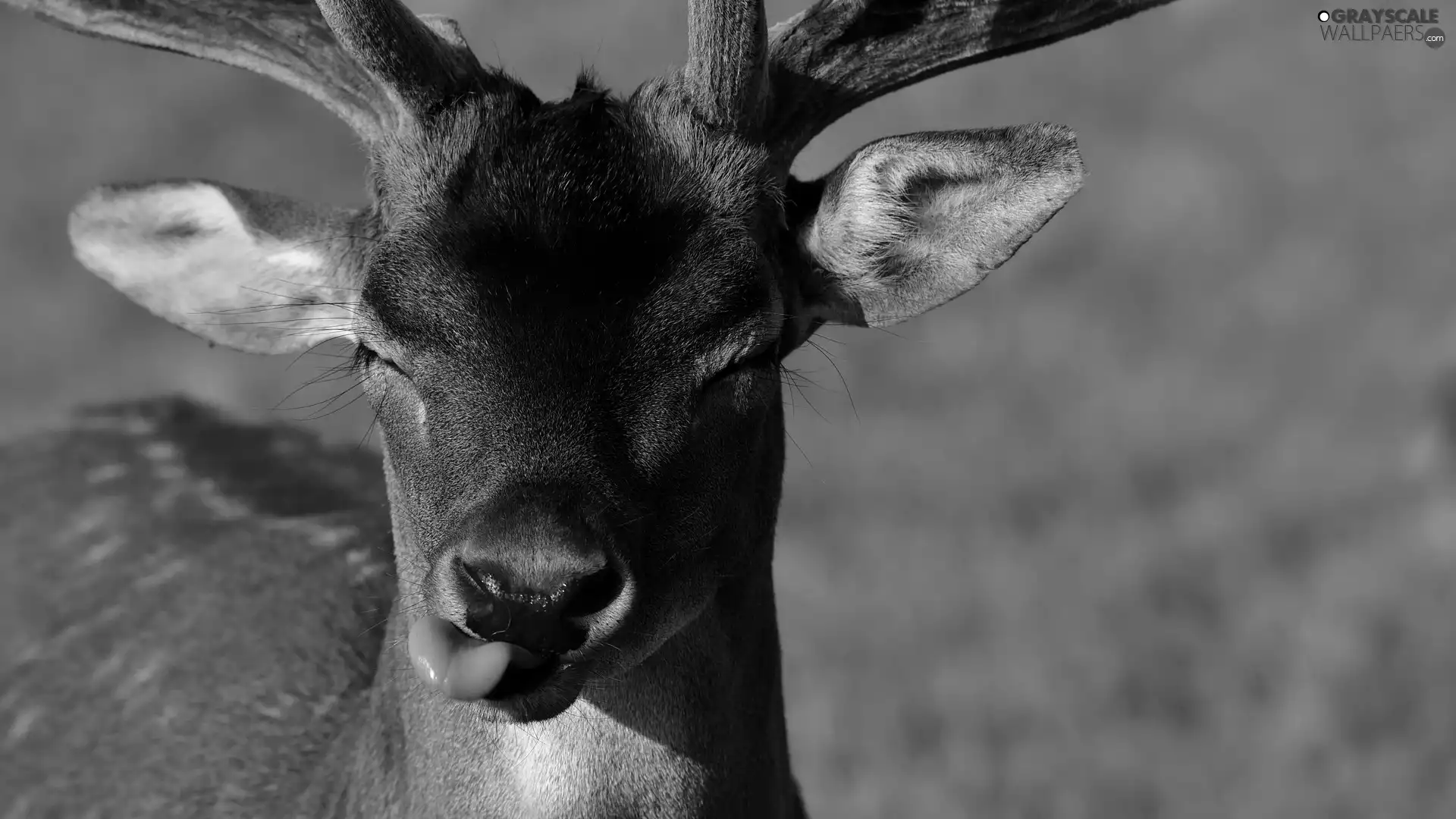 Tounge, young, fawn