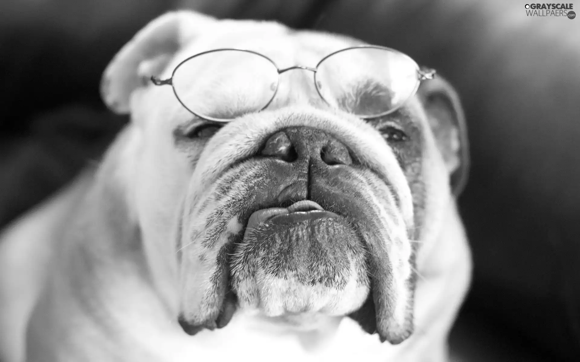 Tounge, dog, Glasses
