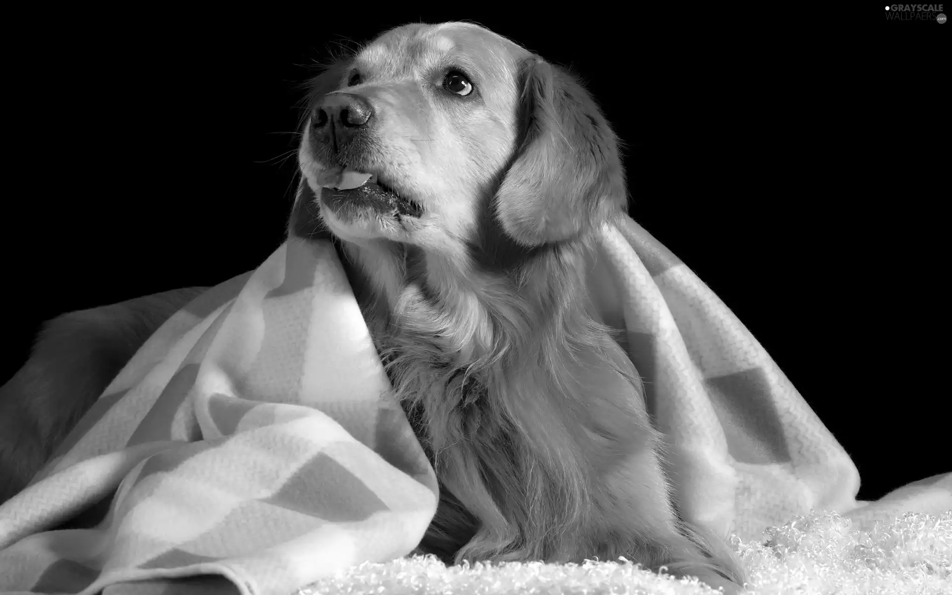 Blanket, Golden Retriever, Tounge