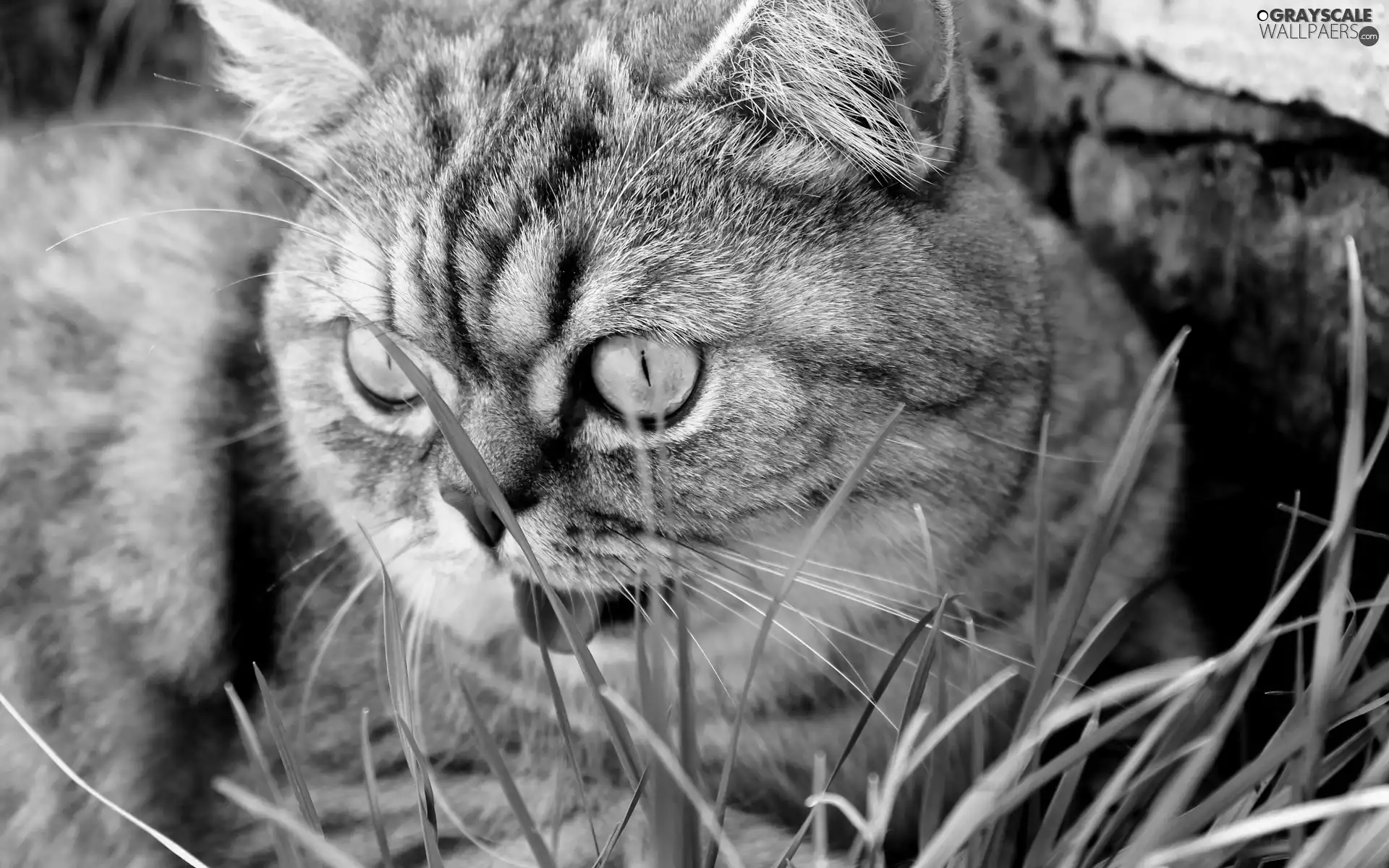 Tounge, grass, Big, Eyes, cat