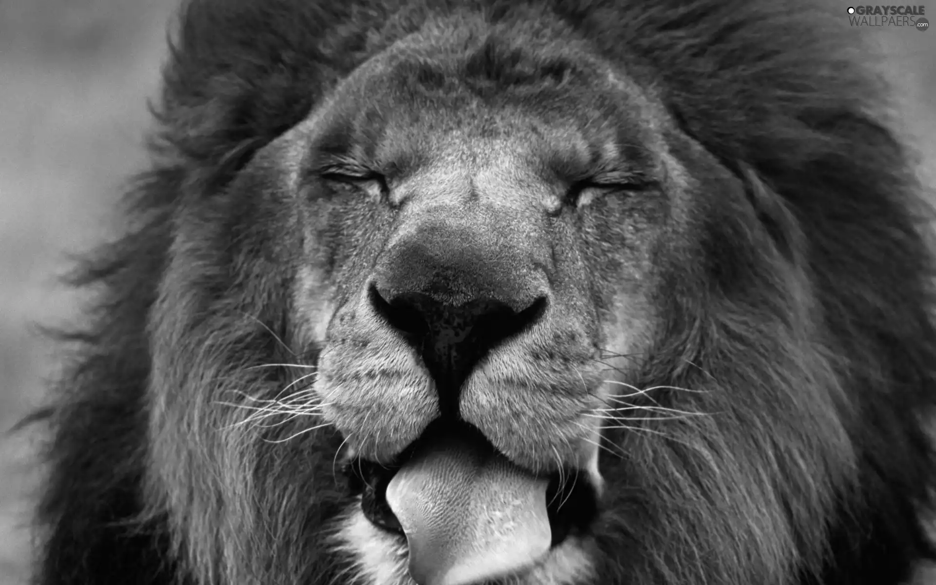Tounge, Lion, Head