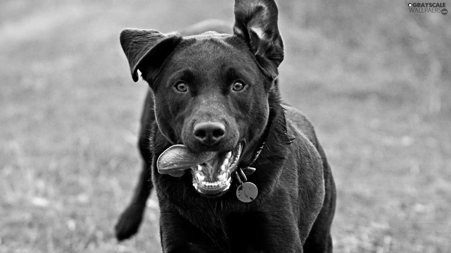 Tounge, dog, jaw