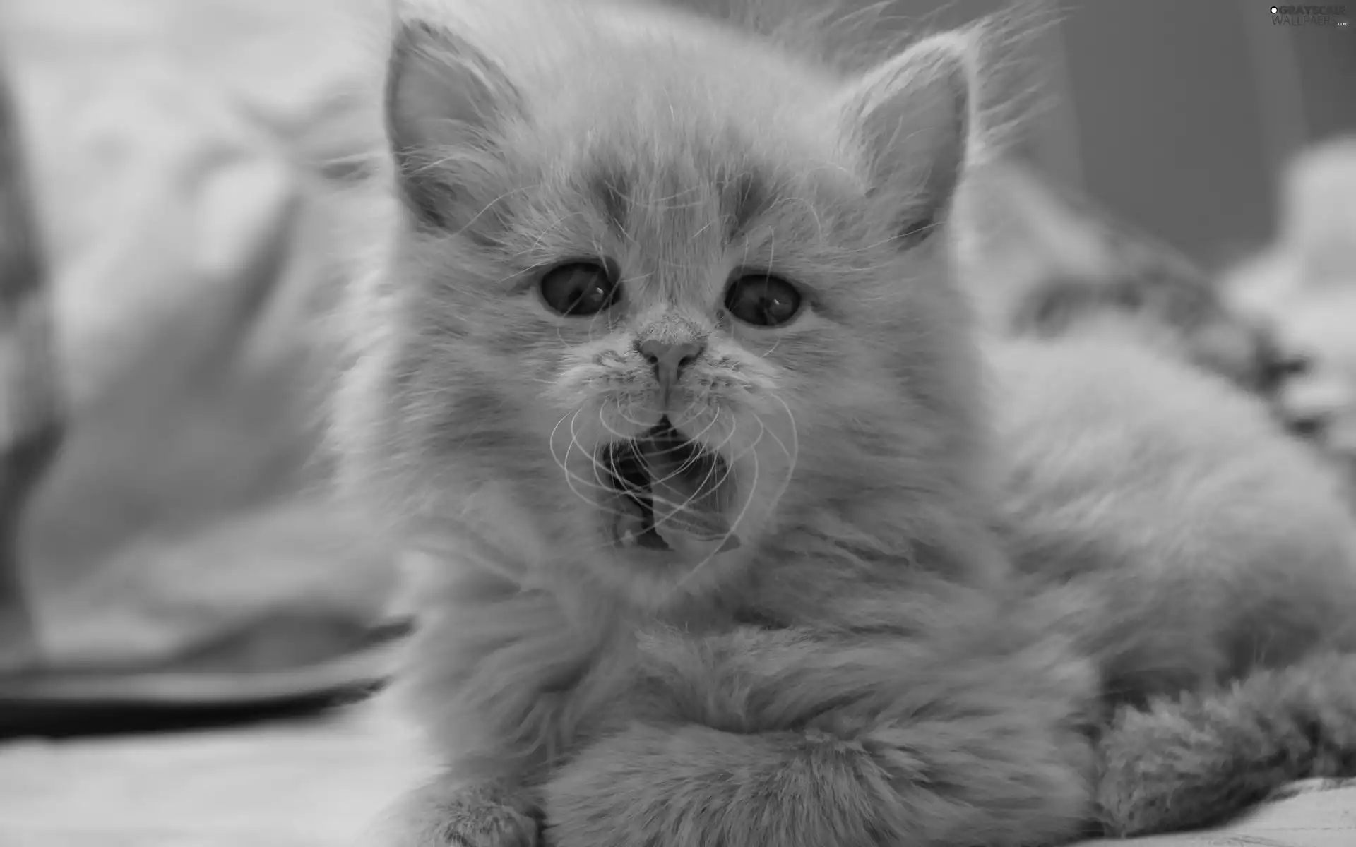 Tounge, small, kitten