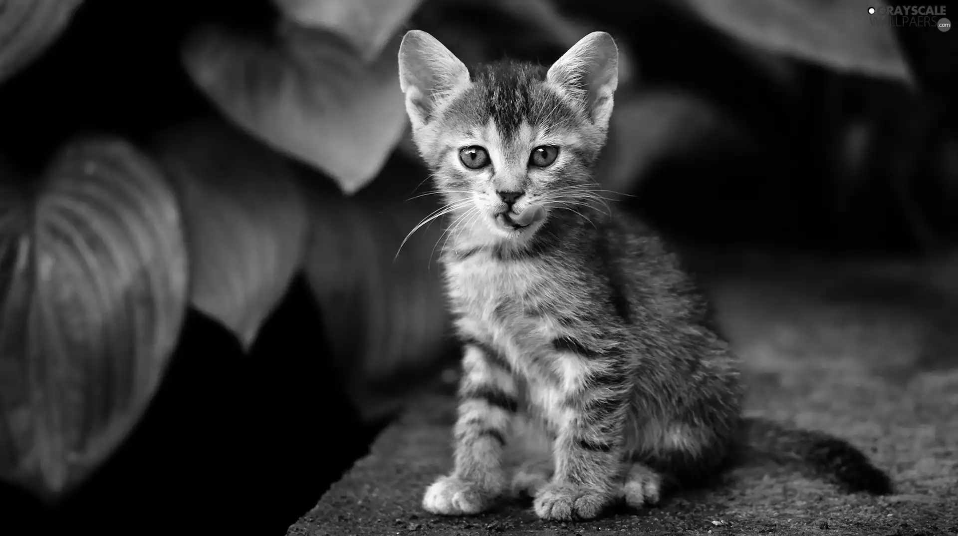 Tounge, young, kitten