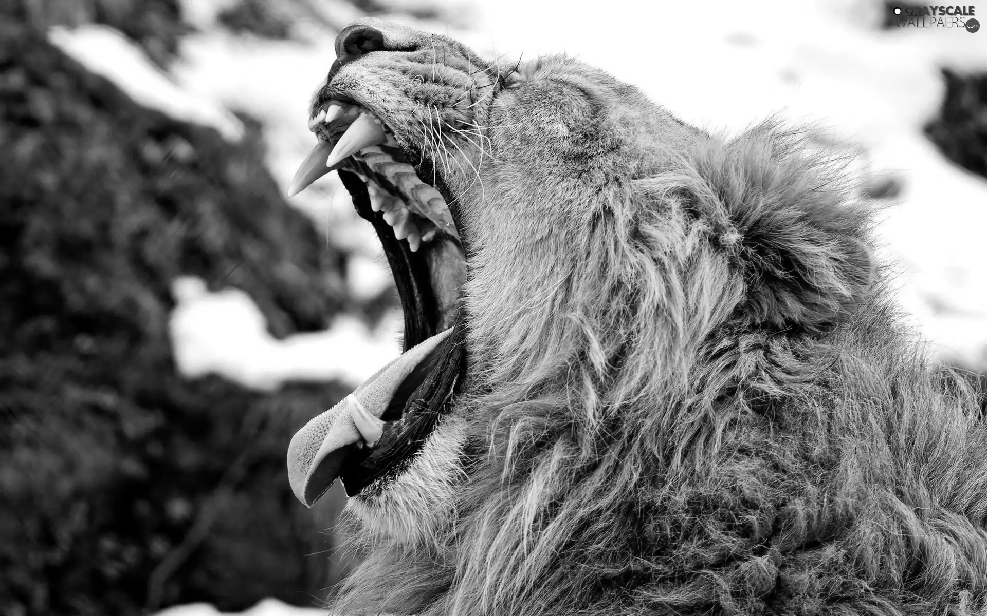 Lion, canines, Tounge, roar