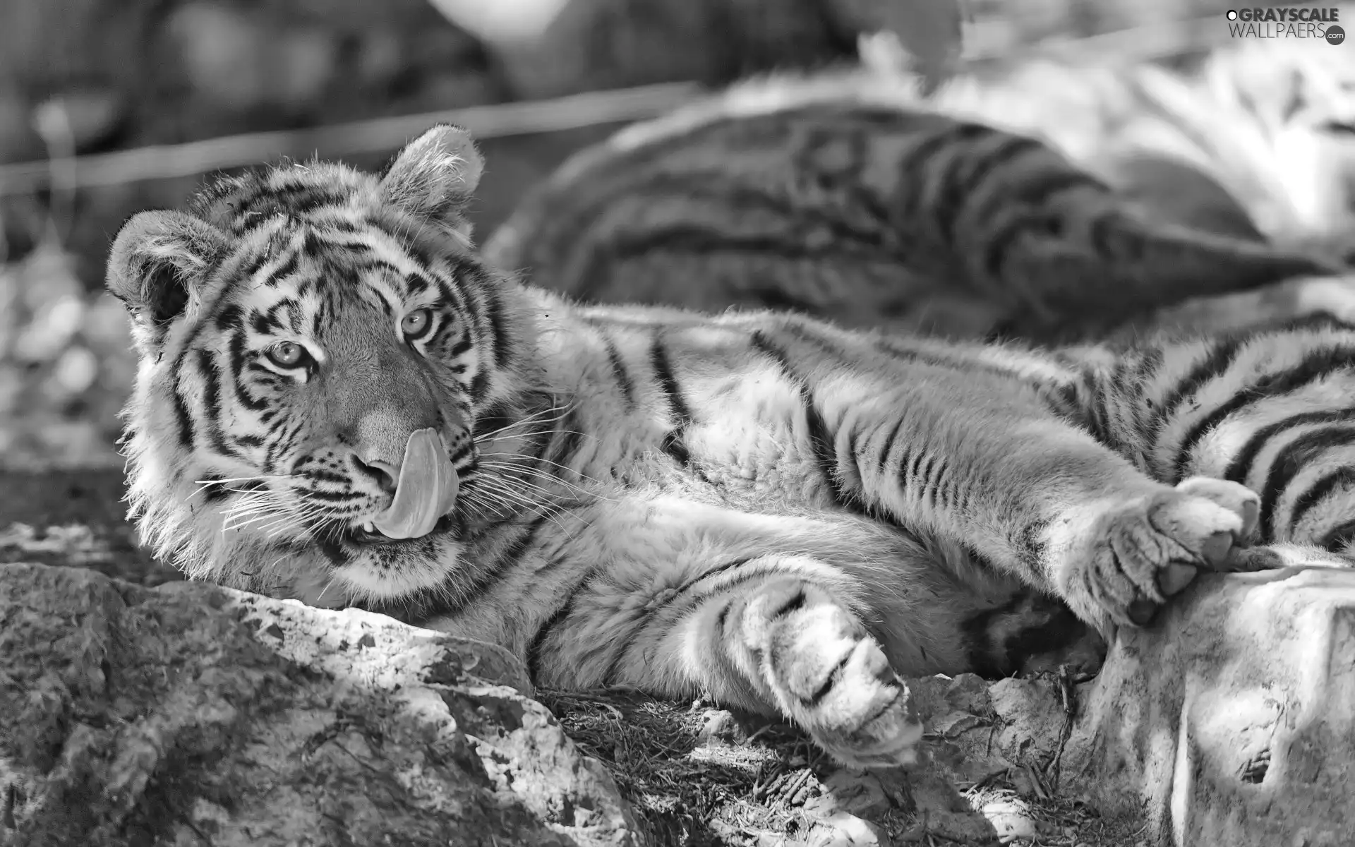 tiger, Tounge