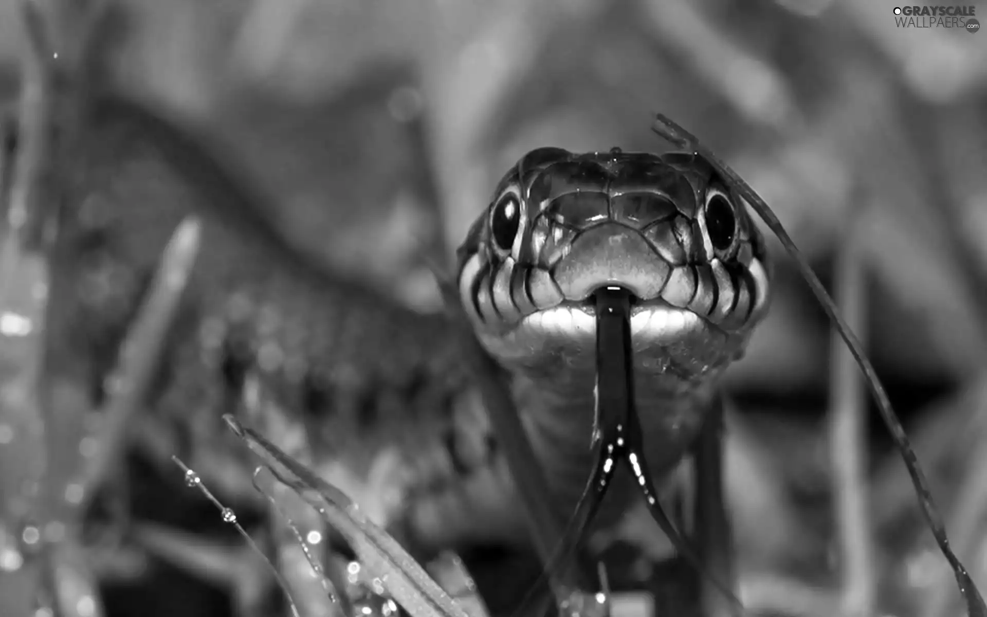viper, Tounge
