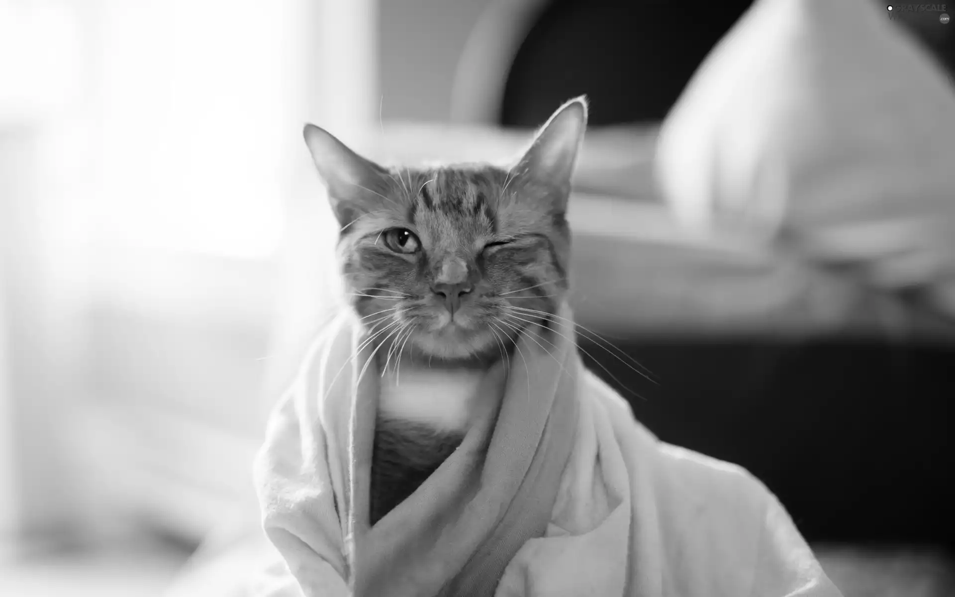 Towel, ginger, cat