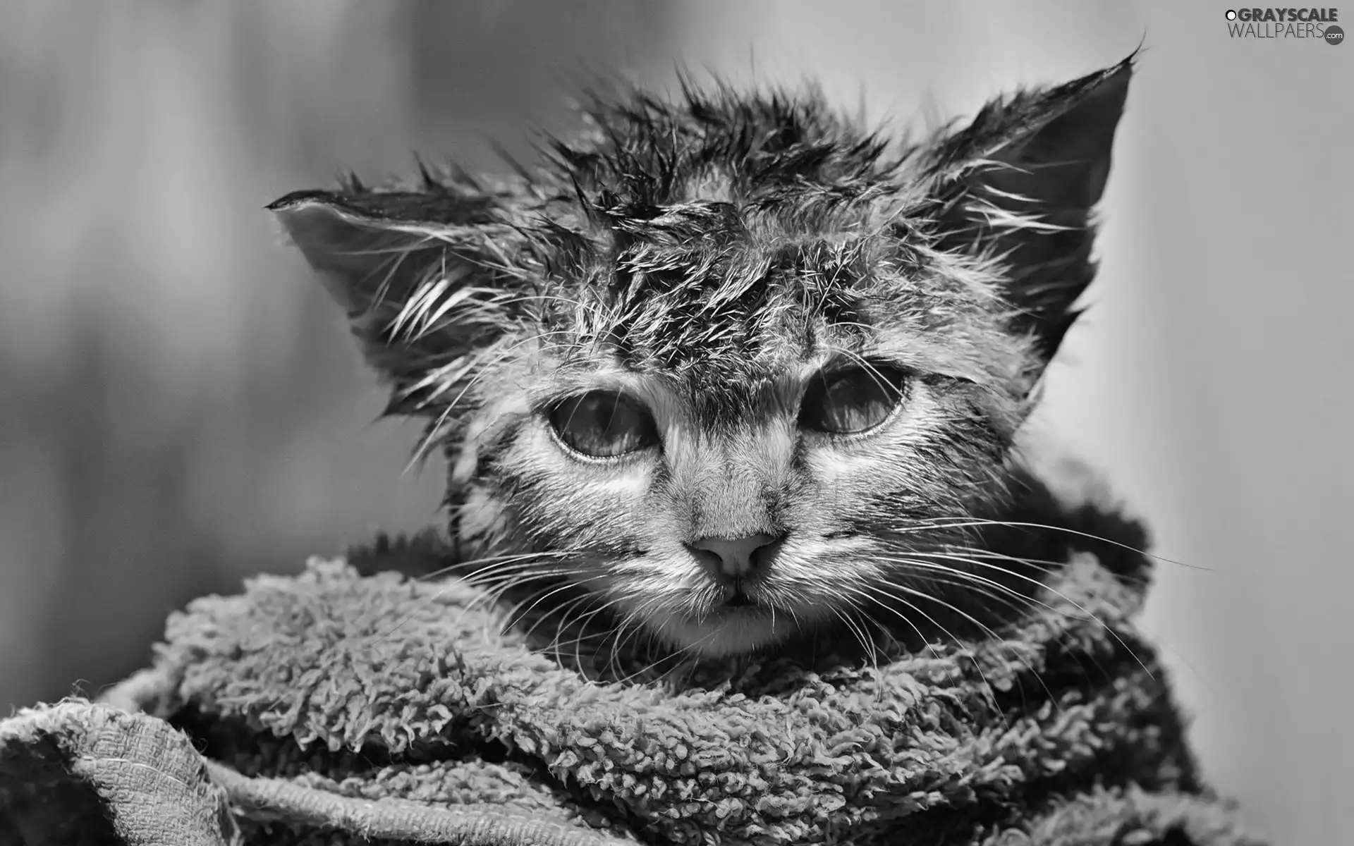 Towel, wet, kitten