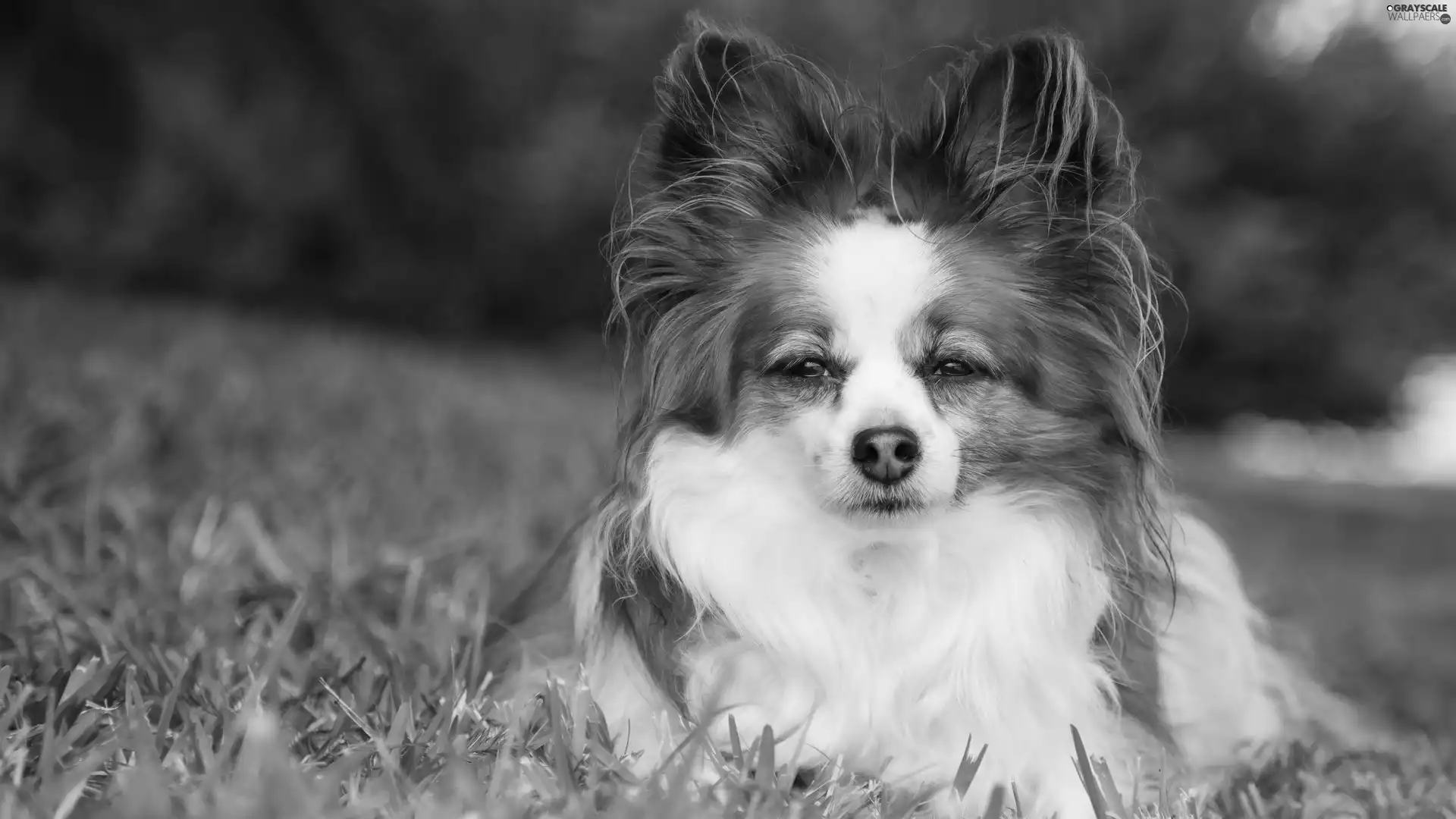 dog, Miniature Continental Toy Spaniel Papillon