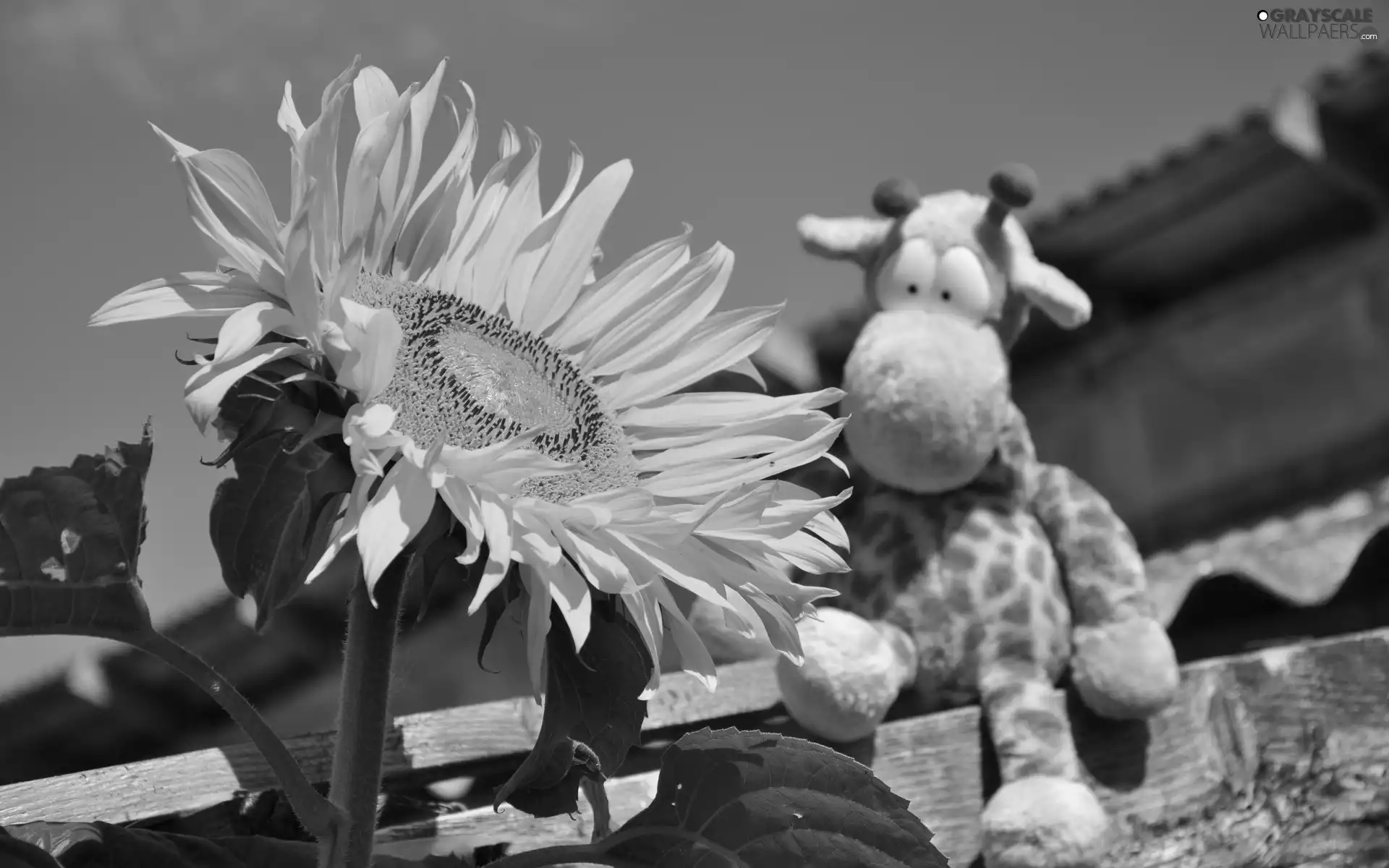 Sunflower, plush toy