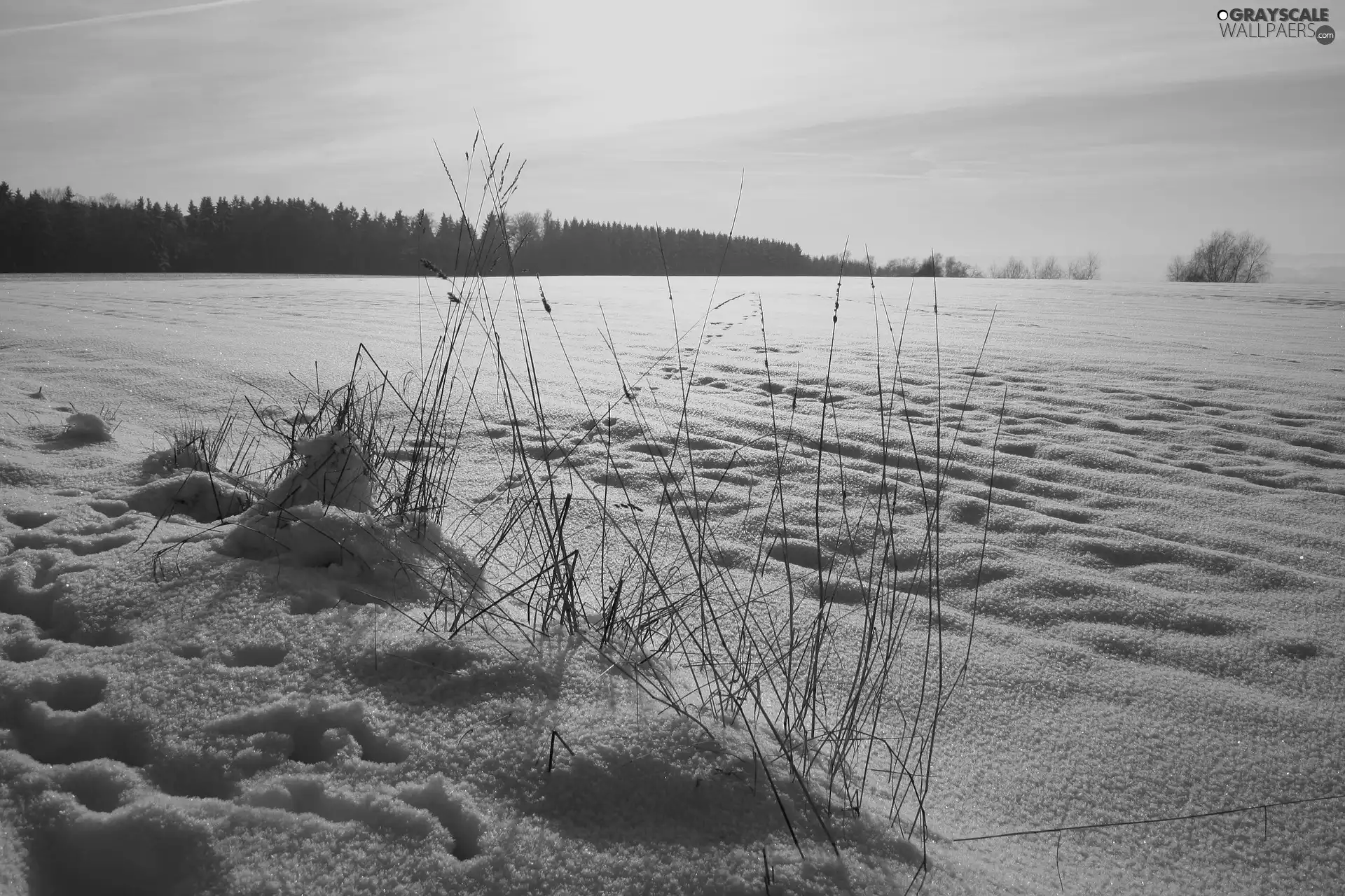 forest, traces, Field, grass, winter