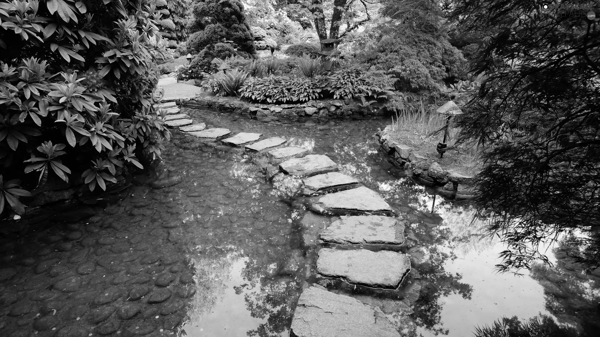 transition, rhododendron, water, Stone, Garden