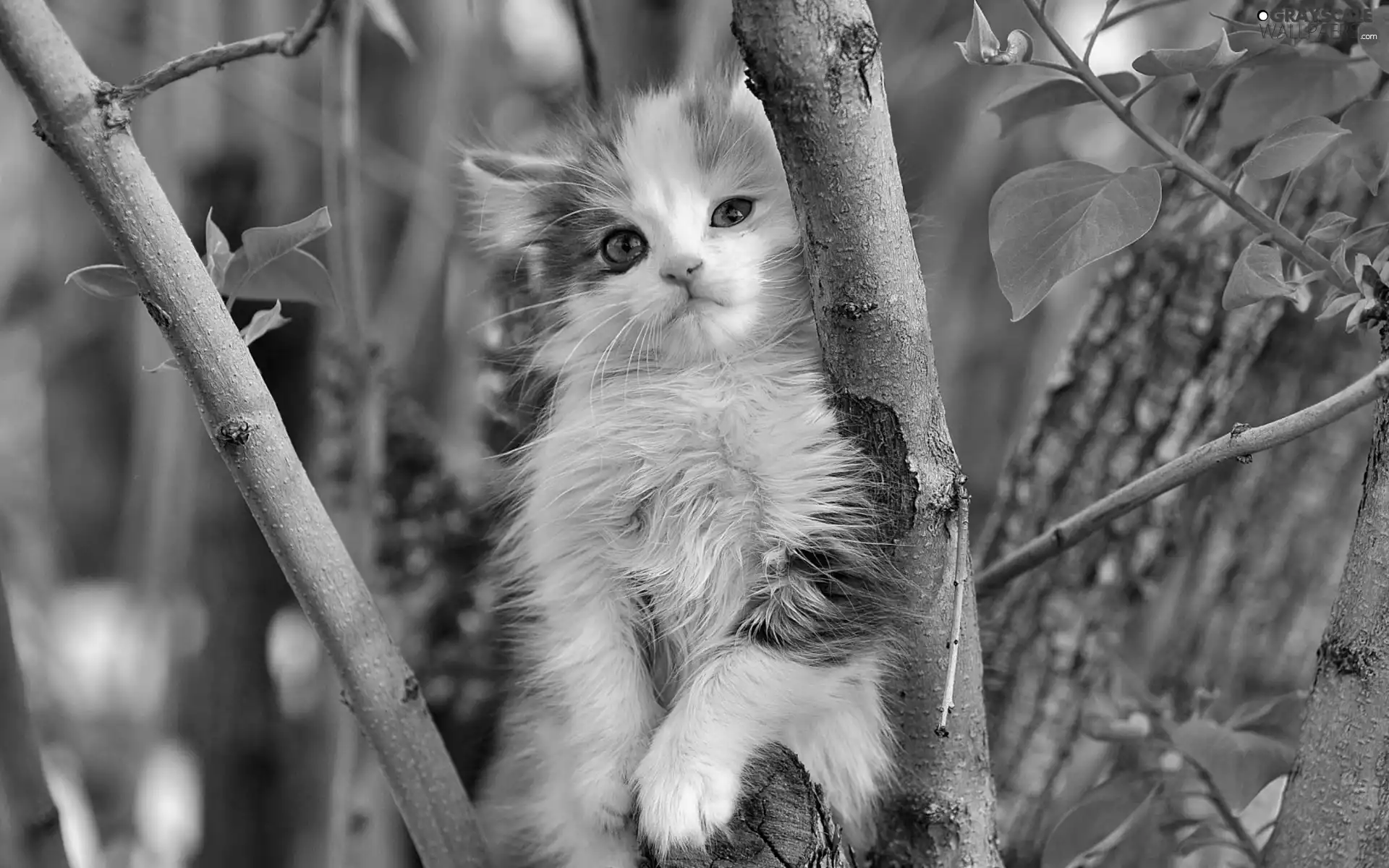 tree, kitten, an
