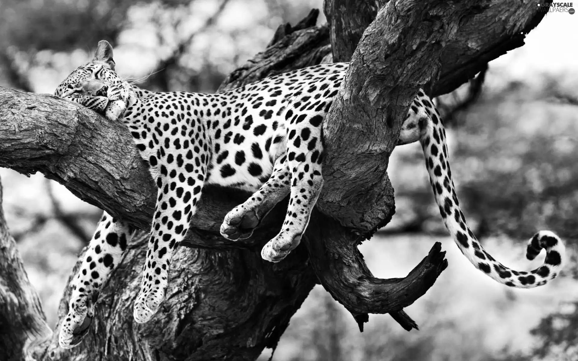 tree, Leopards, an