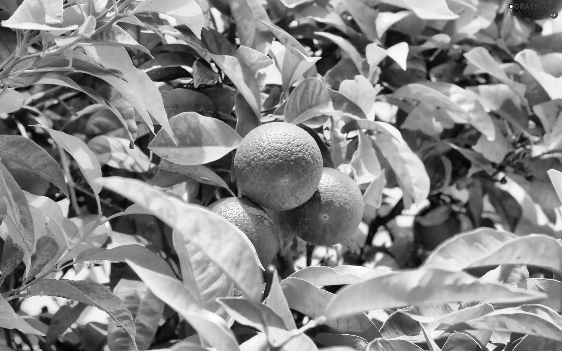 tree, limes, an