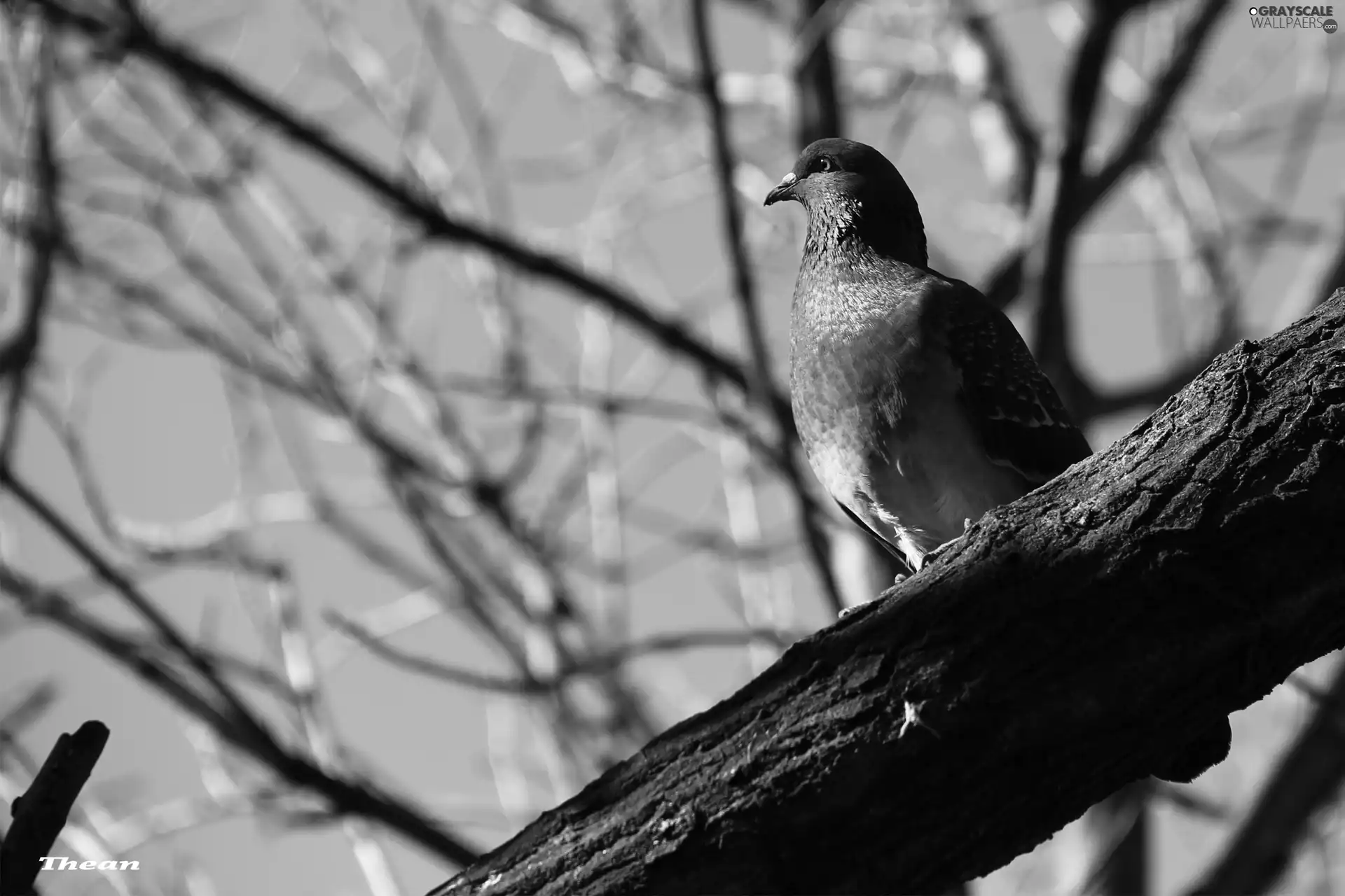tree, pigeon, an